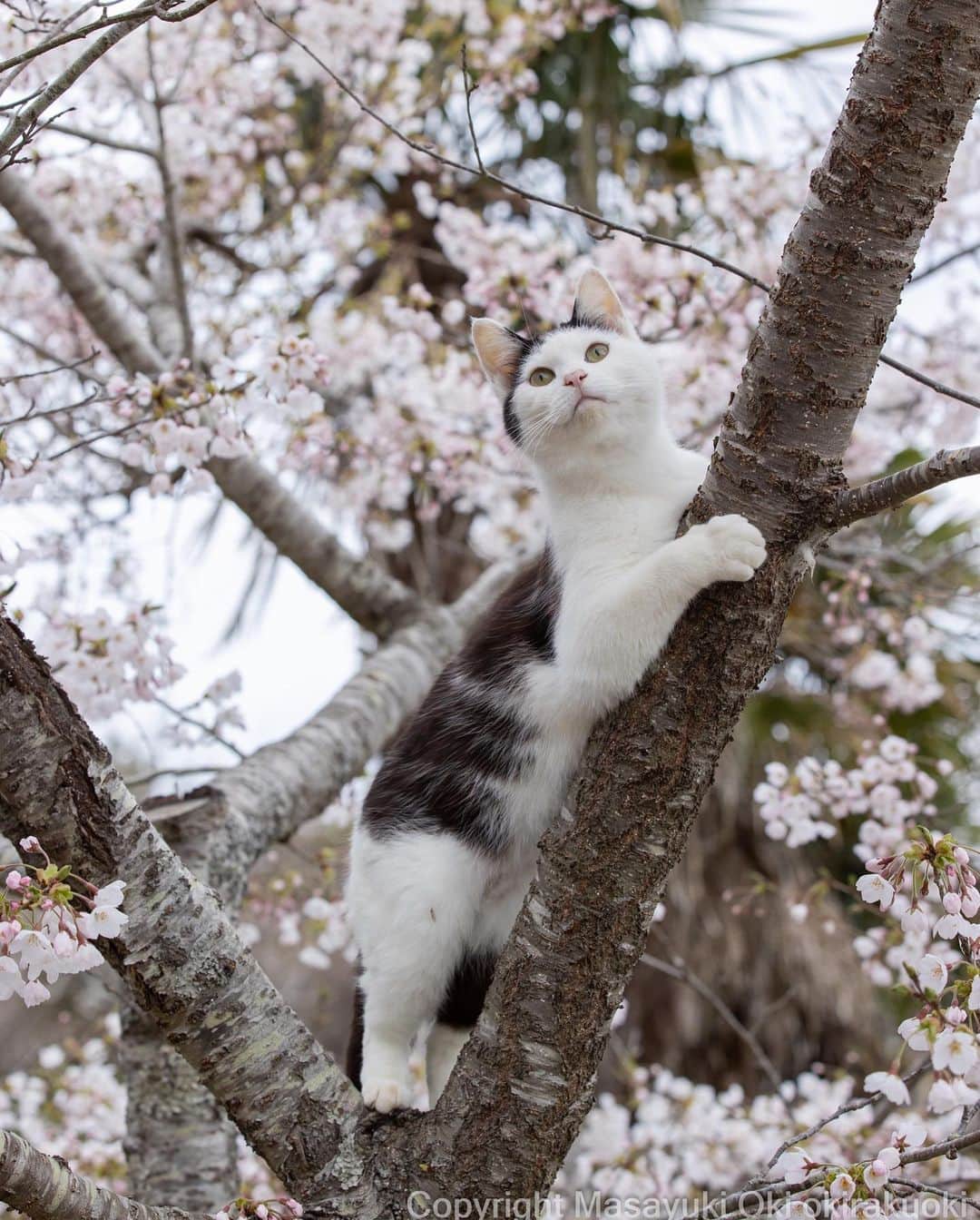 Masayukiさんのインスタグラム写真 - (MasayukiInstagram)「お花見🌸  #cat #ねこ #猫 #東京カメラ部 #nekoclub  #mmgtw #my_eos_photo  #yourshotphotographer」4月24日 9時09分 - okirakuoki
