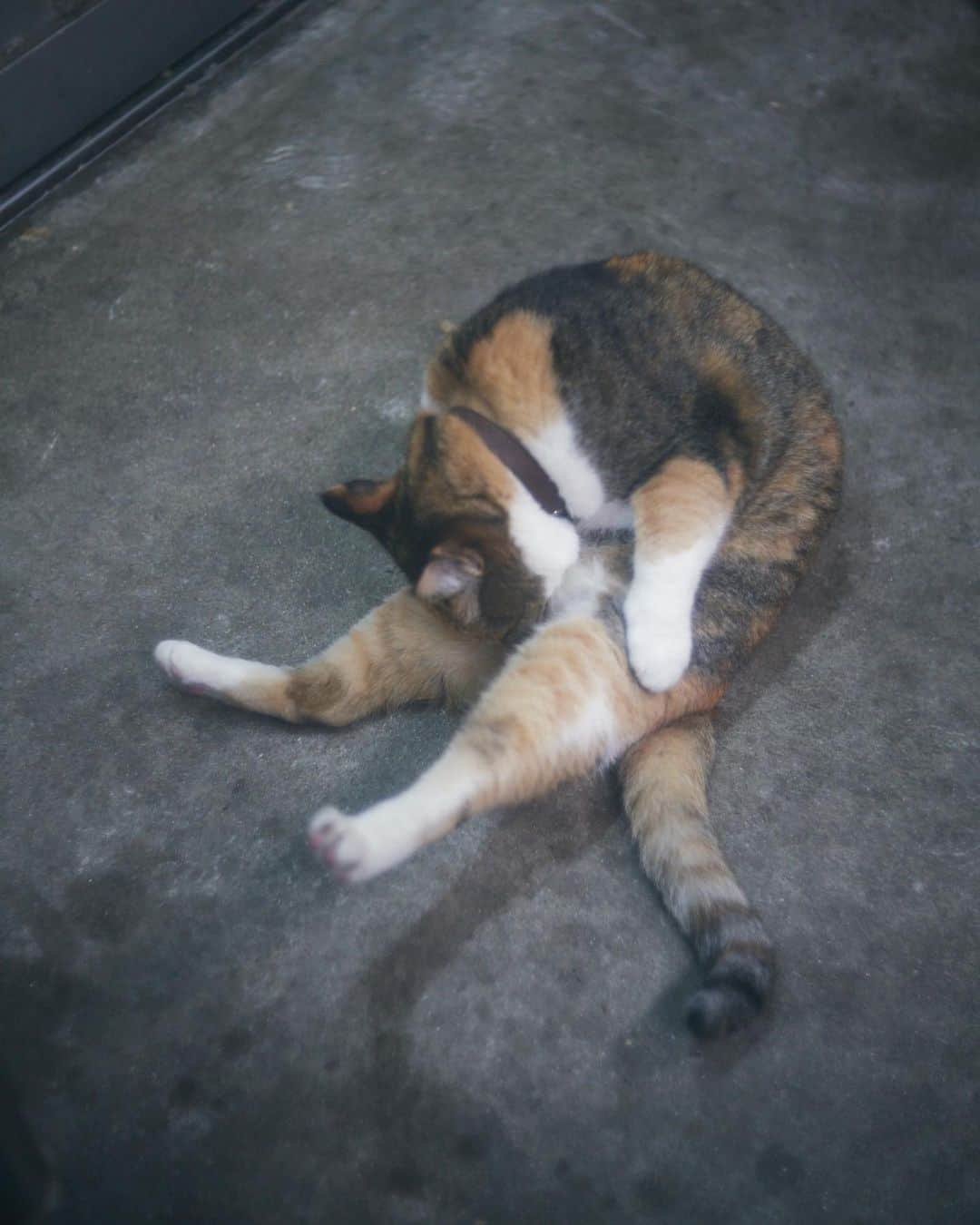 柏倉陽介さんのインスタグラム写真 - (柏倉陽介Instagram)「前屈チャレンジ  #猫 #ねこ #ねこすたぐらむ #にゃんすたぐらむ #ネコ #ねこ部 #保護猫 #にゃんこ #ねこのいる生活 #ねこのきもち #ねこのいる暮らし #猫写真 #猫と暮らす」4月24日 9時10分 - yosuke_kashiwakura