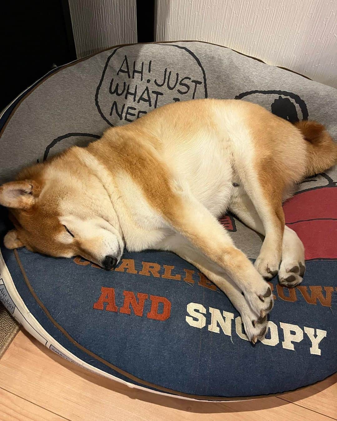 舞名里音さんのインスタグラム写真 - (舞名里音Instagram)「🦊 じゃじゃまるくん、久しぶりにドライブして、自然を満喫して、よく動いた週末でした。帰ってきたら、こてんと爆睡してました。(о´∀`о)ﾖｷﾖｷ  #おはようございます #今週もがんばりましょう #えいえいおー #柴犬 #じゃじゃまる #今日も素敵な一日を」4月24日 9時10分 - maina_rion