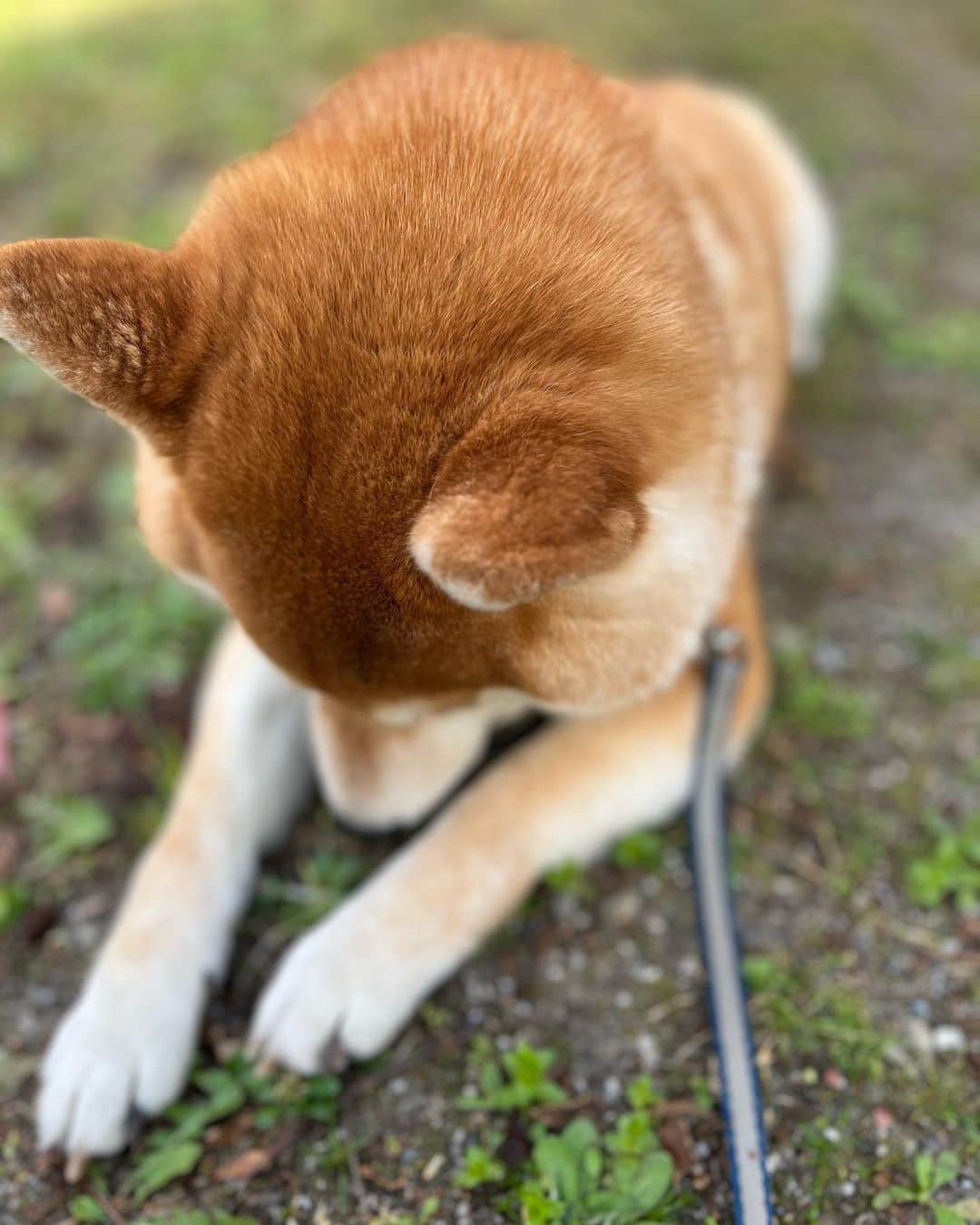 舞名里音さんのインスタグラム写真 - (舞名里音Instagram)「🦊 じゃじゃまるくん、久しぶりにドライブして、自然を満喫して、よく動いた週末でした。帰ってきたら、こてんと爆睡してました。(о´∀`о)ﾖｷﾖｷ  #おはようございます #今週もがんばりましょう #えいえいおー #柴犬 #じゃじゃまる #今日も素敵な一日を」4月24日 9時10分 - maina_rion