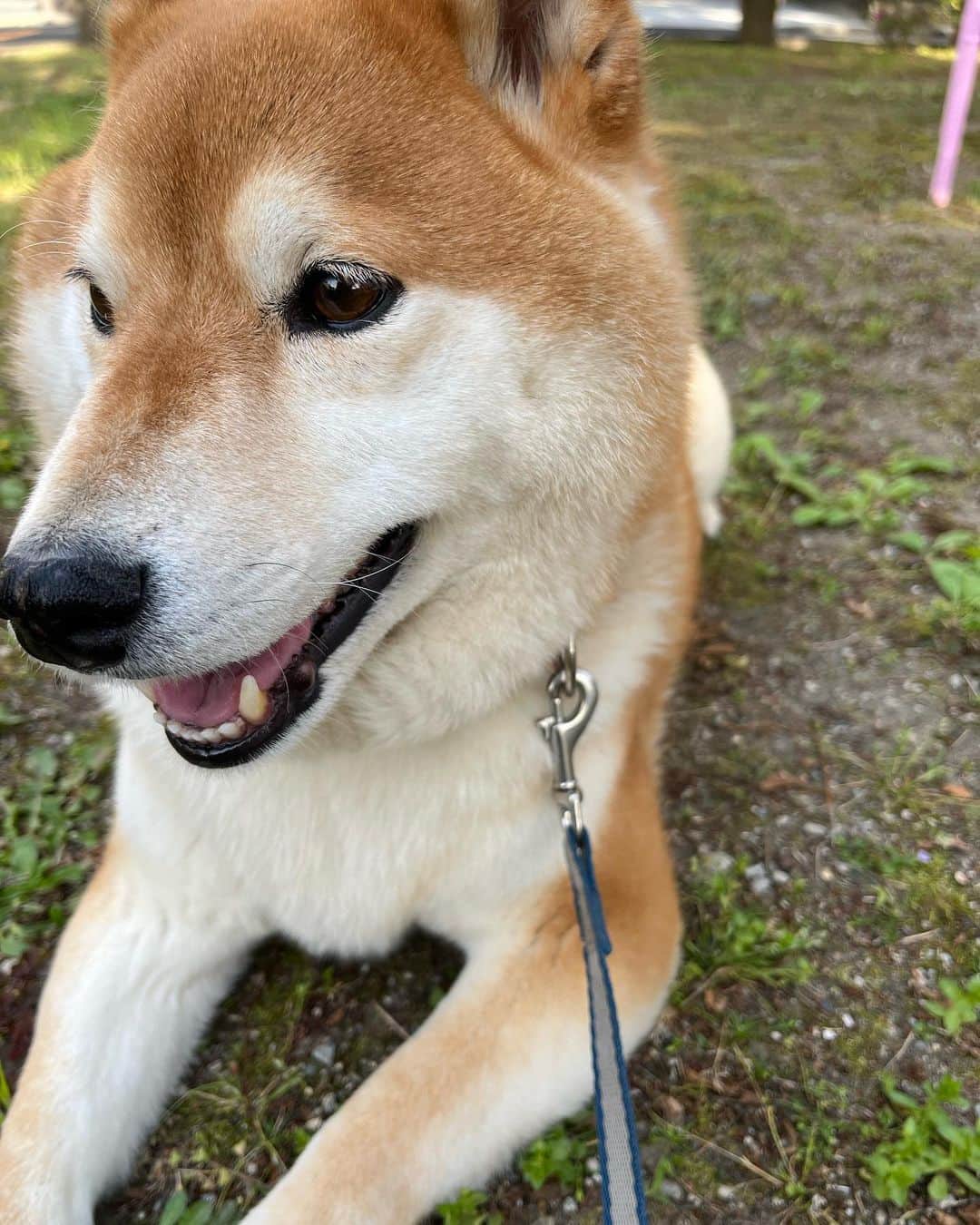 舞名里音さんのインスタグラム写真 - (舞名里音Instagram)「🦊 じゃじゃまるくん、久しぶりにドライブして、自然を満喫して、よく動いた週末でした。帰ってきたら、こてんと爆睡してました。(о´∀`о)ﾖｷﾖｷ  #おはようございます #今週もがんばりましょう #えいえいおー #柴犬 #じゃじゃまる #今日も素敵な一日を」4月24日 9時10分 - maina_rion