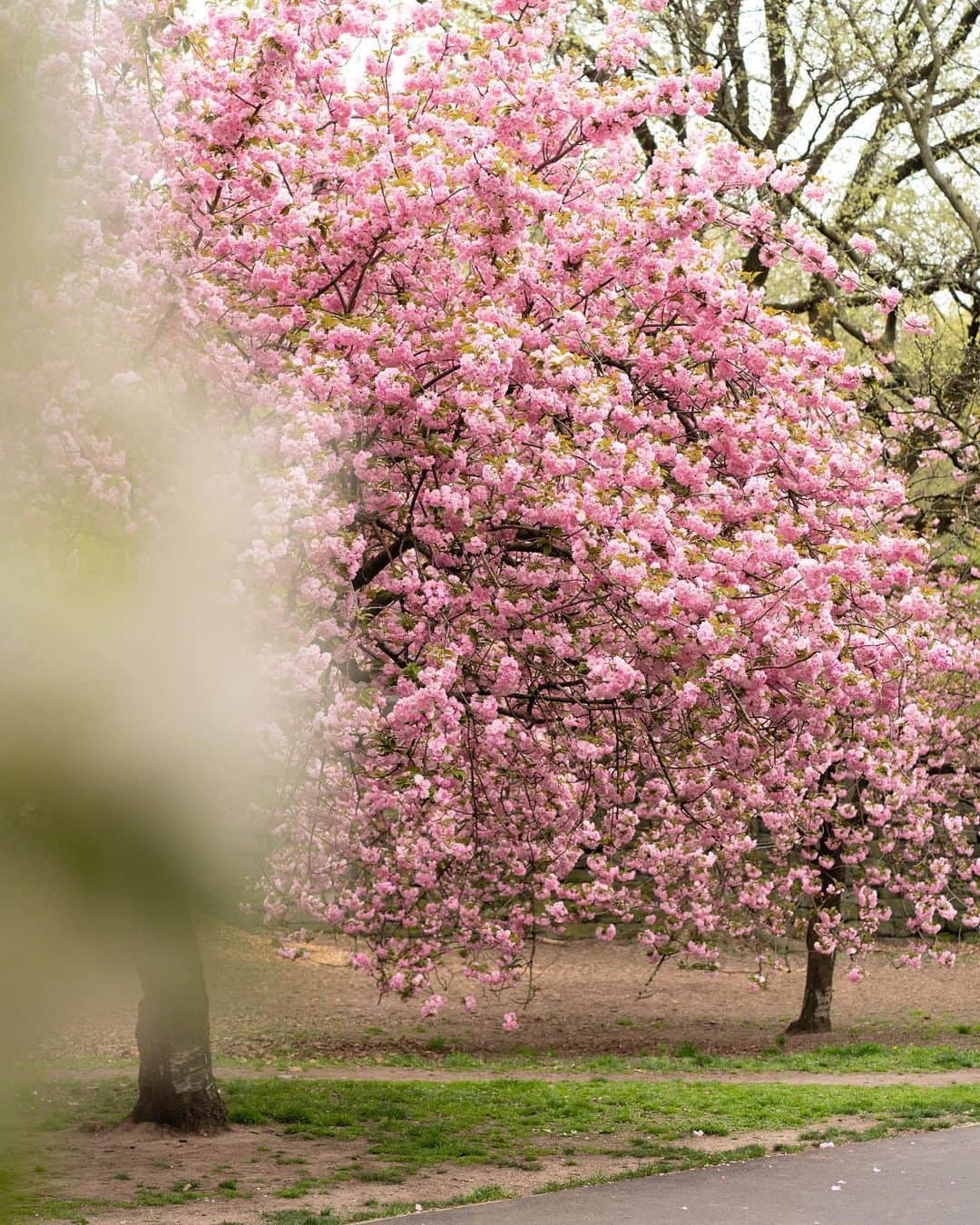 ウェンディー・グエンさんのインスタグラム写真 - (ウェンディー・グエンInstagram)「Ruffles and cherry blossoms 🌸🌸🌸」4月24日 9時11分 - wendyslookbook