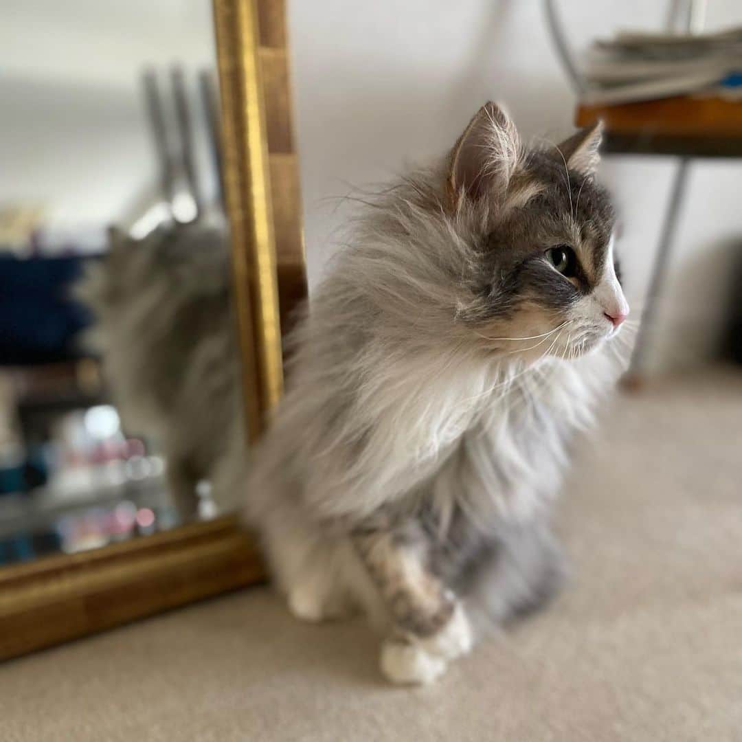 PECOねこ部のインスタグラム