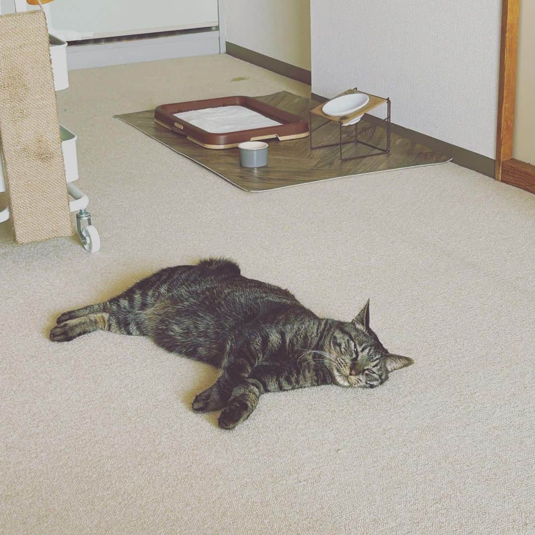 荒木未歩さんのインスタグラム写真 - (荒木未歩Instagram)「久々の投稿。 我が家には猫が落ちてます。  #1日1ケモノ #猫のいる暮らし  #落とし物  #猫スタグラム」4月24日 10時08分 - mihoaraki__official