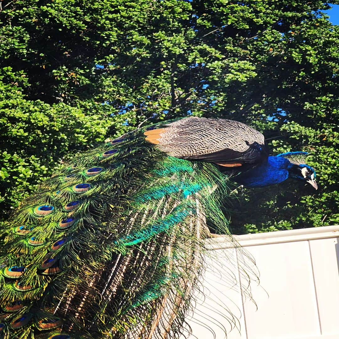 ガソリングラマーのインスタグラム：「Morning Peacocks🦚✨ #peacock #peacocksrule #peacockempire #ilovepeacocks #peacocktime #peacockmagic #shadowhills #THANKYOU #wildpeacocks #peacockdaddy #peacockmagic #peacocks #peafowl」