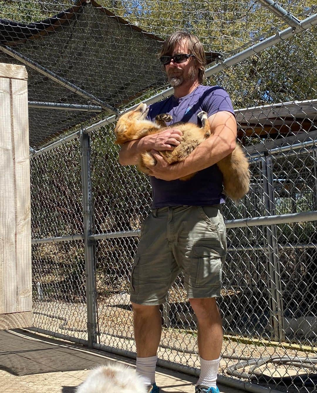 Rylaiさんのインスタグラム写真 - (RylaiInstagram)「We had a very busy weekend of fun! I decided to share a few highlights with more fun videos to come!  Saturday we spent the day with volunteers clearing some of the brush in the perimeter fence, so we can start working on enclosures. Of course, it was a gorgeous sunny day and of course the day started with seeing a huge rattlesnake!! Well, we all had to wait for Dave to arrive to get the longest snake stick EVER to secure this big bad rattler into a bucket for relocation! Made us grateful for the money we spent of adding snake fencing to our perimeter fences!!! The day was spent watching Zuri and Shaka be babies and that brought joy to all of us! Of course, sitting with all the foxes and giving them all love and attention was a priority for the day!!  Cooper and Morgan stayed to help me feed, clean, and put everyone in for the night as we explored our beautiful property of 10acres.  . We were reminded of all the amazing wildlife as we encountered lots of paw prints and various scat… trying to determine if it was mountain lion or coyote… yikes!! Once again being thankful for our 8ft 9 gauge, hot wired perimeter fence!!!  . Today we spent the morning with Our Amazing Fox Experiences and then headed over to Fort Cross to support them at their annual Lilac Festival.  This time we brought Lena, Sergei and Yuri… and clearly some animal was in season- because Sergei proceeded to act inappropriate with Lena and Yuri 🙄…. It made for an interesting day!!  . Of course, we did the first introduction of the babies to Mikhail. It was a very short introduction where Mikhail was being held. Zuri did very good! We cannot wait to bring Nalla into our pack and give her so much love!! She is healing from a broken leg and will be arriving shortly!!  . Thank you for everyone that continues to follow us and share in our love for these amazing animals!!  . #adventures #wildlife #conservation #julian #sandiego #jabcecc」4月24日 11時00分 - jabcecc