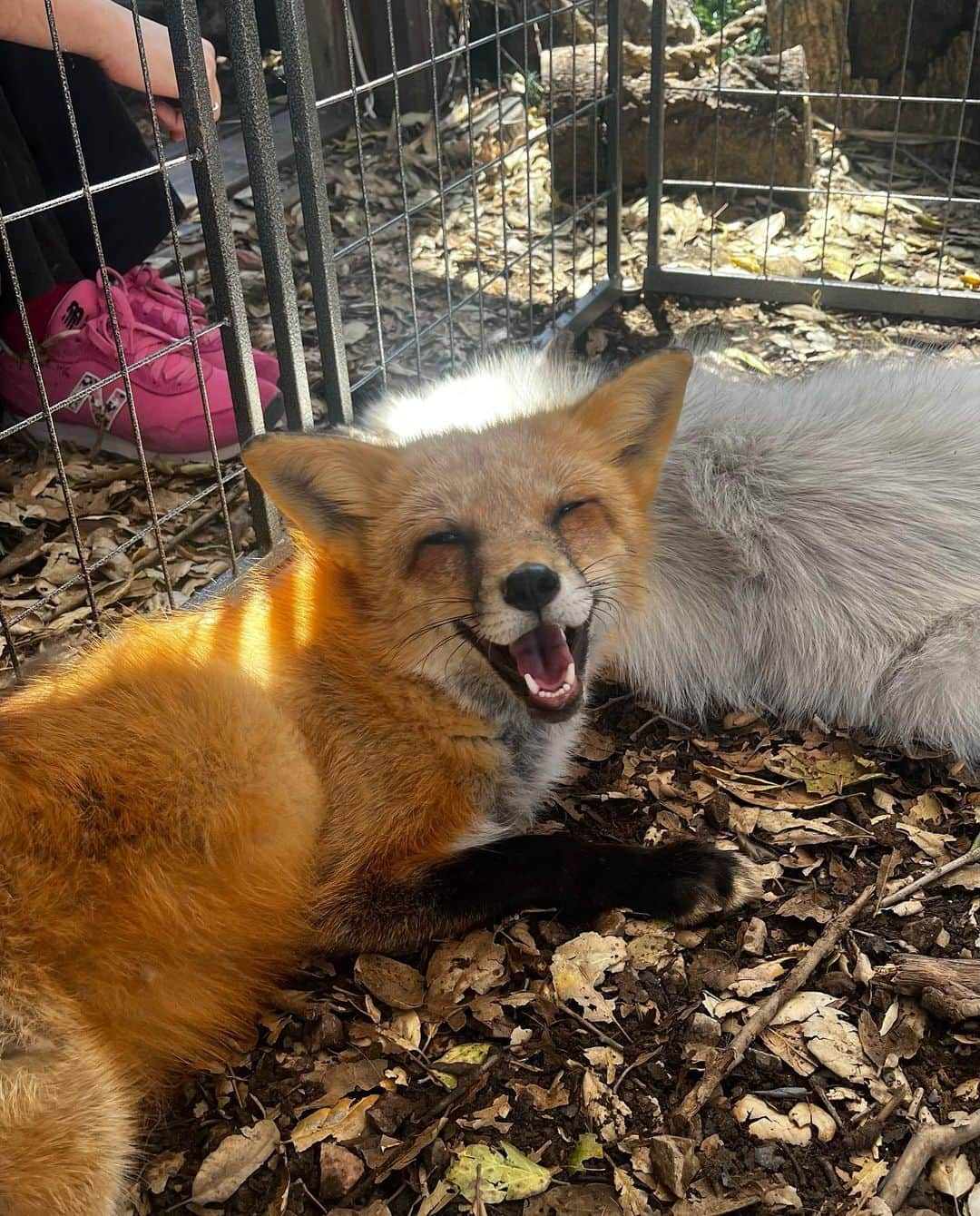 Rylaiのインスタグラム：「We had a very busy weekend of fun! I decided to share a few highlights with more fun videos to come!  Saturday we spent the day with volunteers clearing some of the brush in the perimeter fence, so we can start working on enclosures. Of course, it was a gorgeous sunny day and of course the day started with seeing a huge rattlesnake!! Well, we all had to wait for Dave to arrive to get the longest snake stick EVER to secure this big bad rattler into a bucket for relocation! Made us grateful for the money we spent of adding snake fencing to our perimeter fences!!! The day was spent watching Zuri and Shaka be babies and that brought joy to all of us! Of course, sitting with all the foxes and giving them all love and attention was a priority for the day!!  Cooper and Morgan stayed to help me feed, clean, and put everyone in for the night as we explored our beautiful property of 10acres.  . We were reminded of all the amazing wildlife as we encountered lots of paw prints and various scat… trying to determine if it was mountain lion or coyote… yikes!! Once again being thankful for our 8ft 9 gauge, hot wired perimeter fence!!!  . Today we spent the morning with Our Amazing Fox Experiences and then headed over to Fort Cross to support them at their annual Lilac Festival.  This time we brought Lena, Sergei and Yuri… and clearly some animal was in season- because Sergei proceeded to act inappropriate with Lena and Yuri 🙄…. It made for an interesting day!!  . Of course, we did the first introduction of the babies to Mikhail. It was a very short introduction where Mikhail was being held. Zuri did very good! We cannot wait to bring Nalla into our pack and give her so much love!! She is healing from a broken leg and will be arriving shortly!!  . Thank you for everyone that continues to follow us and share in our love for these amazing animals!!  . #adventures #wildlife #conservation #julian #sandiego #jabcecc」