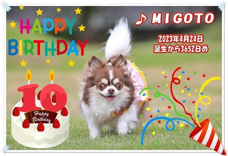 犬小屋??のインスタグラム：「みごとちゃん10祭のお誕生日🎂👏🎉  #chihuahua #chihuahualife  #チワワ #チワワ多頭飼い  #ちわわ大好き  #ちわすたぐらむ  #みごとすたぐらむ  #アンジェリーカチワワ」