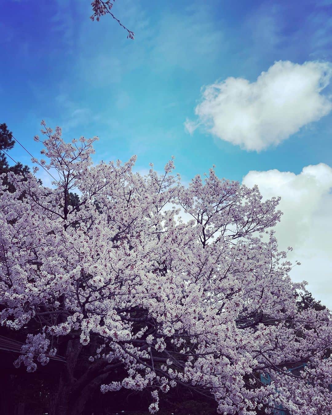 michi さんのインスタグラム写真 - (michi Instagram)「北海道は梅と桜が同時に咲きます🌸 春だー！  #梅と桜が同時に咲く北海道 #桜 #梅 #春　#北海道　#札幌」4月24日 11時01分 - michi_jasmine