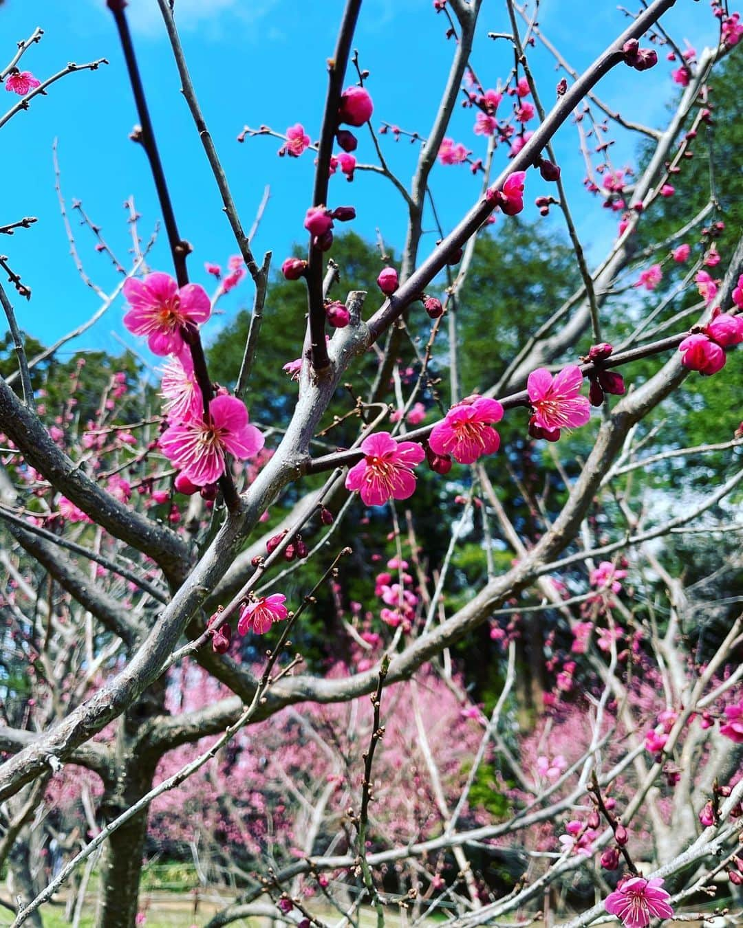 michi のインスタグラム：「北海道は梅と桜が同時に咲きます🌸 春だー！  #梅と桜が同時に咲く北海道 #桜 #梅 #春　#北海道　#札幌」