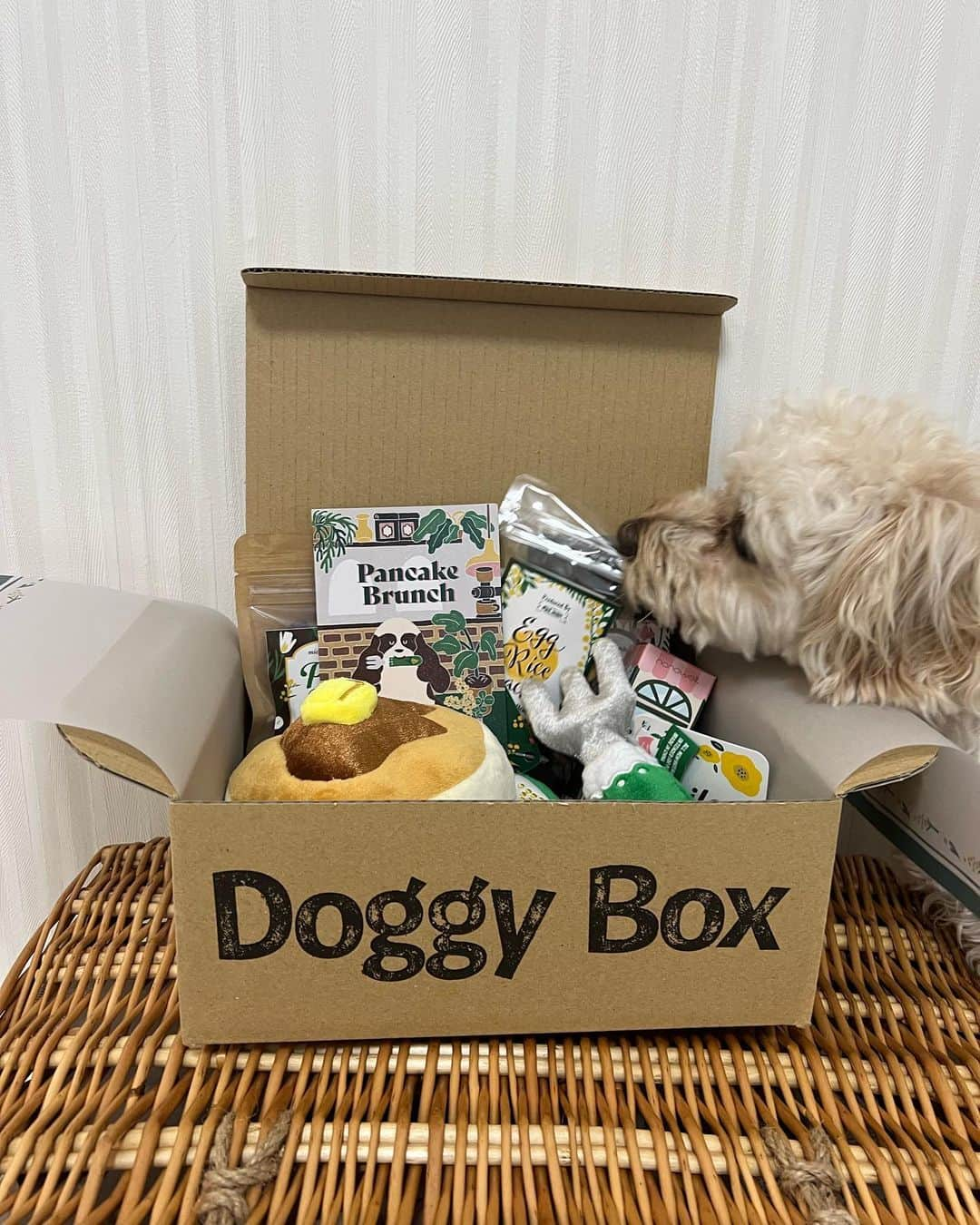 山田菜々さんのインスタグラム写真 - (山田菜々Instagram)「4月の @doggybox_jp  テーマは″Pancake Brunch 🥞″  パンケーキのおやつが めっちゃいいにおいしていて、 早速こまちに取られました🥹♡  パンケーキのおもちゃも めちゃくちゃ気に入ったようで ずっと取られないように守ってた❤️‍🔥  おもちゃとおやつを新調できて ほんといいボックスです📦  #doggybox #ドギボ #PR」4月24日 11時04分 - tannana.yamada