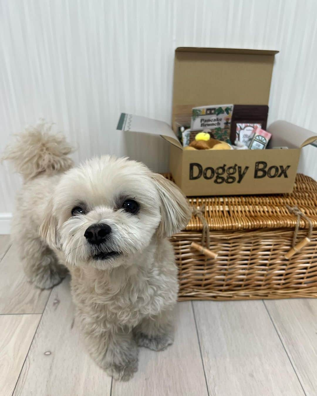 山田菜々さんのインスタグラム写真 - (山田菜々Instagram)「4月の @doggybox_jp  テーマは″Pancake Brunch 🥞″  パンケーキのおやつが めっちゃいいにおいしていて、 早速こまちに取られました🥹♡  パンケーキのおもちゃも めちゃくちゃ気に入ったようで ずっと取られないように守ってた❤️‍🔥  おもちゃとおやつを新調できて ほんといいボックスです📦  #doggybox #ドギボ #PR」4月24日 11時04分 - tannana.yamada