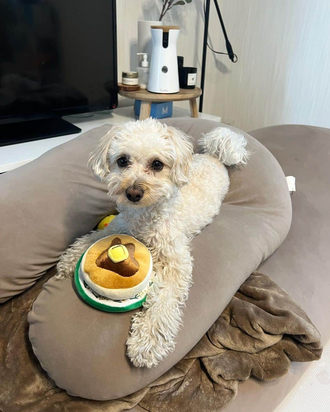 山田菜々のインスタグラム：「4月の @doggybox_jp  テーマは″Pancake Brunch 🥞″  パンケーキのおやつが めっちゃいいにおいしていて、 早速こまちに取られました🥹♡  パンケーキのおもちゃも めちゃくちゃ気に入ったようで ずっと取られないように守ってた❤️‍🔥  おもちゃとおやつを新調できて ほんといいボックスです📦  #doggybox #ドギボ #PR」