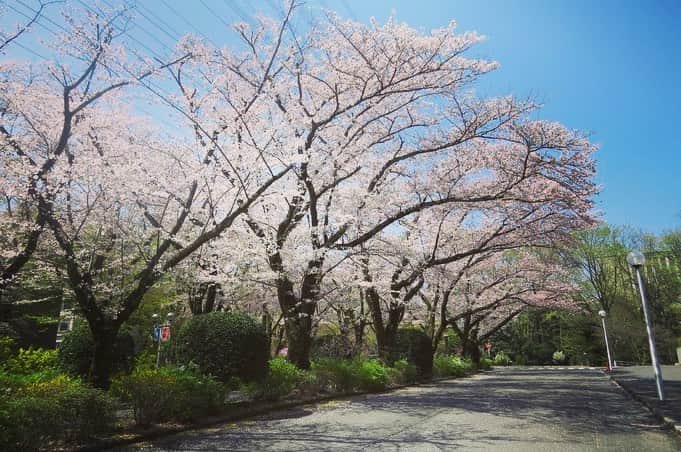 Soka Universityさんのインスタグラム写真 - (Soka UniversityInstagram)「Campus Seasonal Photos April ① 丹木の歳時記　卯月(一) #discoversoka #sodaigram #sodaipictures #sodaiphotos #sokauniversity #創価大学 #hachioji #八王子 #tokyo #東京 #university #大学 #campus #キャンパス #students #学生 #fourseasons #四季 #nature #自然 #spring #春 #environment #環境 #environmentfriendly #環境に優しい」4月24日 11時12分 - sokauniversity