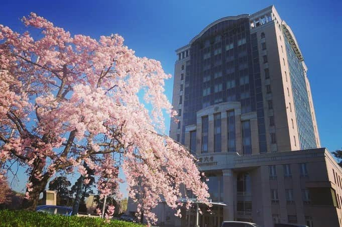 Soka Universityさんのインスタグラム写真 - (Soka UniversityInstagram)「Campus Seasonal Photos April ① 丹木の歳時記　卯月(一) #discoversoka #sodaigram #sodaipictures #sodaiphotos #sokauniversity #創価大学 #hachioji #八王子 #tokyo #東京 #university #大学 #campus #キャンパス #students #学生 #fourseasons #四季 #nature #自然 #spring #春 #environment #環境 #environmentfriendly #環境に優しい」4月24日 11時12分 - sokauniversity