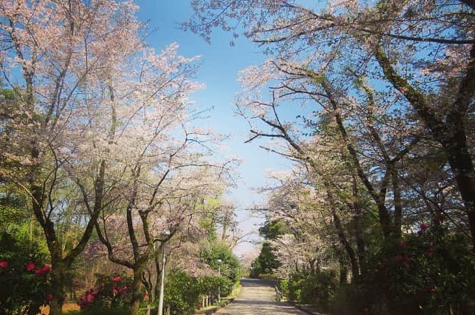 Soka Universityさんのインスタグラム写真 - (Soka UniversityInstagram)「Campus Seasonal Photos April ① 丹木の歳時記　卯月(一) #discoversoka #sodaigram #sodaipictures #sodaiphotos #sokauniversity #創価大学 #hachioji #八王子 #tokyo #東京 #university #大学 #campus #キャンパス #students #学生 #fourseasons #四季 #nature #自然 #spring #春 #environment #環境 #environmentfriendly #環境に優しい」4月24日 11時12分 - sokauniversity