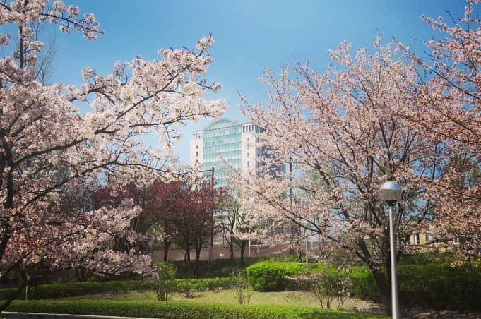 Soka Universityさんのインスタグラム写真 - (Soka UniversityInstagram)「Campus Seasonal Photos April ① 丹木の歳時記　卯月(一) #discoversoka #sodaigram #sodaipictures #sodaiphotos #sokauniversity #創価大学 #hachioji #八王子 #tokyo #東京 #university #大学 #campus #キャンパス #students #学生 #fourseasons #四季 #nature #自然 #spring #春 #environment #環境 #environmentfriendly #環境に優しい」4月24日 11時12分 - sokauniversity