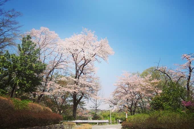 Soka Universityさんのインスタグラム写真 - (Soka UniversityInstagram)「Campus Seasonal Photos April ① 丹木の歳時記　卯月(一) #discoversoka #sodaigram #sodaipictures #sodaiphotos #sokauniversity #創価大学 #hachioji #八王子 #tokyo #東京 #university #大学 #campus #キャンパス #students #学生 #fourseasons #四季 #nature #自然 #spring #春 #environment #環境 #environmentfriendly #環境に優しい」4月24日 11時12分 - sokauniversity