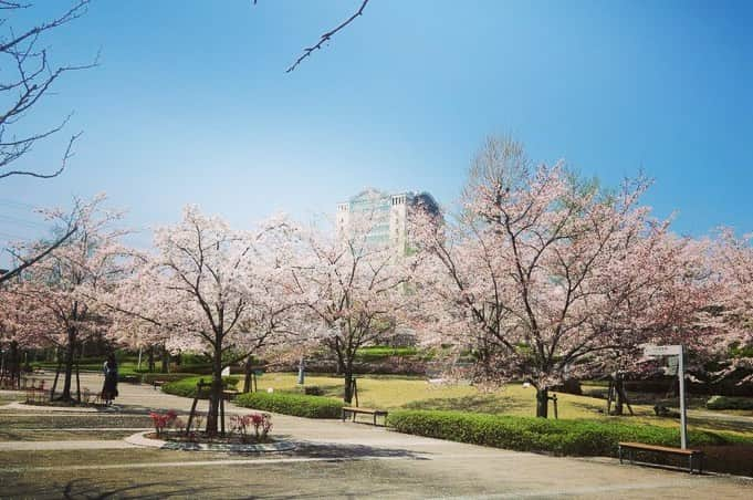 Soka Universityさんのインスタグラム写真 - (Soka UniversityInstagram)「Campus Seasonal Photos April ① 丹木の歳時記　卯月(一) #discoversoka #sodaigram #sodaipictures #sodaiphotos #sokauniversity #創価大学 #hachioji #八王子 #tokyo #東京 #university #大学 #campus #キャンパス #students #学生 #fourseasons #四季 #nature #自然 #spring #春 #environment #環境 #environmentfriendly #環境に優しい」4月24日 11時12分 - sokauniversity