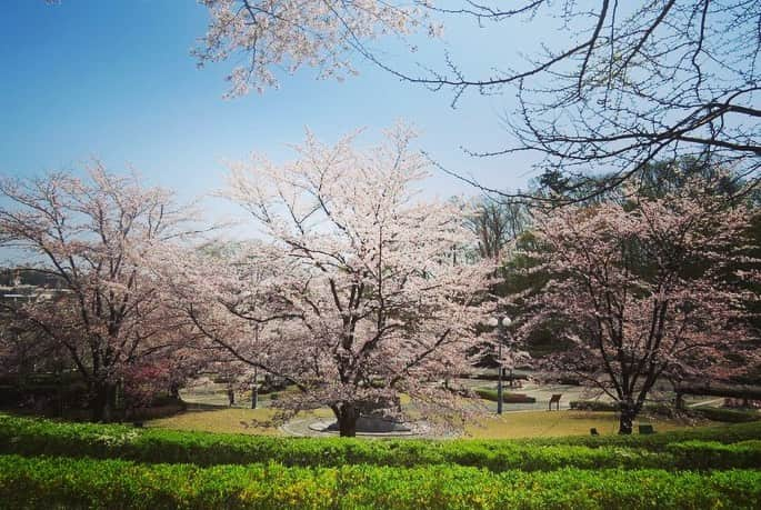 Soka Universityさんのインスタグラム写真 - (Soka UniversityInstagram)「Campus Seasonal Photos April ① 丹木の歳時記　卯月(一) #discoversoka #sodaigram #sodaipictures #sodaiphotos #sokauniversity #創価大学 #hachioji #八王子 #tokyo #東京 #university #大学 #campus #キャンパス #students #学生 #fourseasons #四季 #nature #自然 #spring #春 #environment #環境 #environmentfriendly #環境に優しい」4月24日 11時12分 - sokauniversity