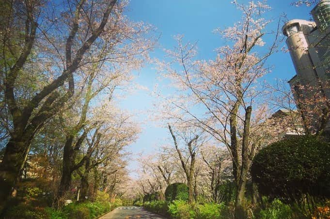 Soka Universityさんのインスタグラム写真 - (Soka UniversityInstagram)「Campus Seasonal Photos April ① 丹木の歳時記　卯月(一) #discoversoka #sodaigram #sodaipictures #sodaiphotos #sokauniversity #創価大学 #hachioji #八王子 #tokyo #東京 #university #大学 #campus #キャンパス #students #学生 #fourseasons #四季 #nature #自然 #spring #春 #environment #環境 #environmentfriendly #環境に優しい」4月24日 11時12分 - sokauniversity