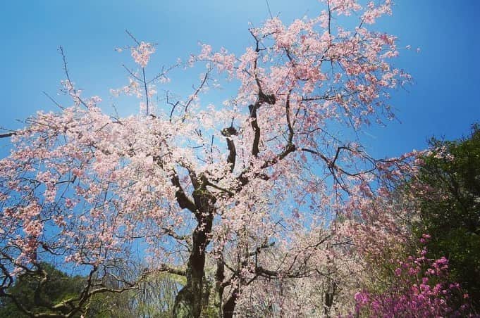 Soka Universityさんのインスタグラム写真 - (Soka UniversityInstagram)「Campus Seasonal Photos April ① 丹木の歳時記　卯月(一) #discoversoka #sodaigram #sodaipictures #sodaiphotos #sokauniversity #創価大学 #hachioji #八王子 #tokyo #東京 #university #大学 #campus #キャンパス #students #学生 #fourseasons #四季 #nature #自然 #spring #春 #environment #環境 #environmentfriendly #環境に優しい」4月24日 11時12分 - sokauniversity