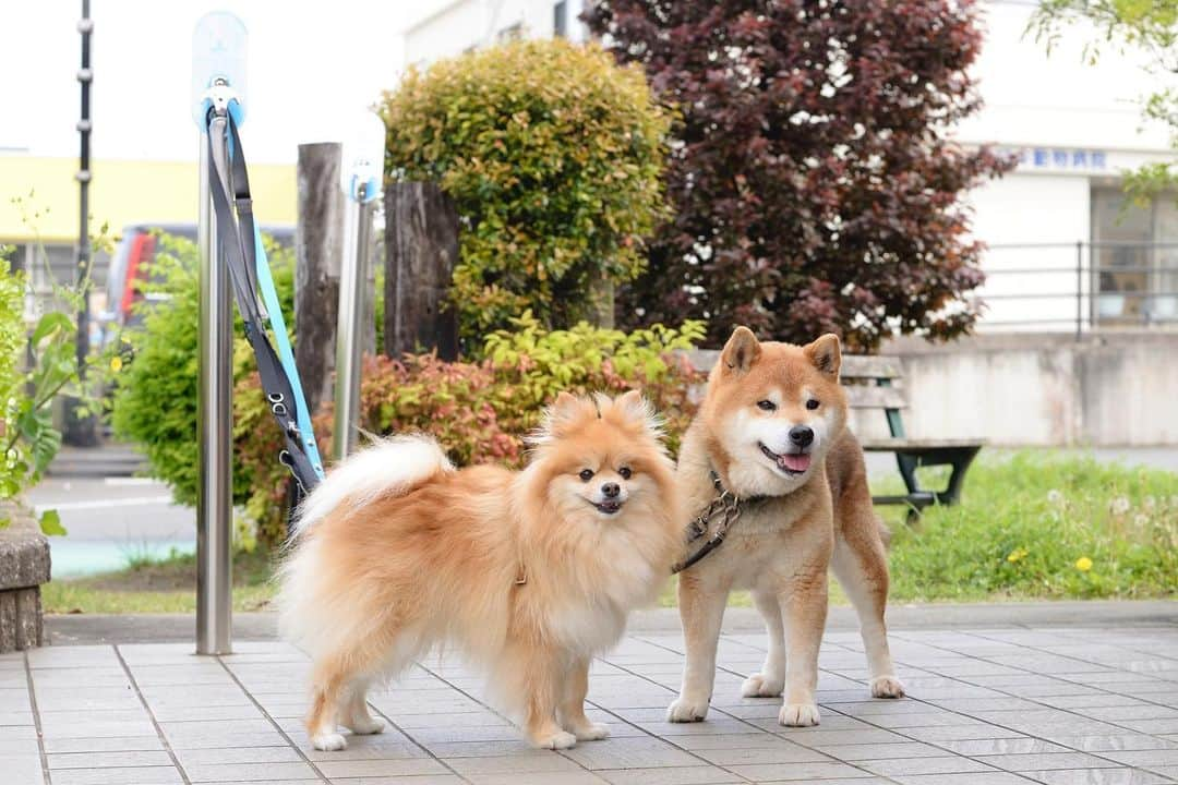 Ryujiさんのインスタグラム写真 - (RyujiInstagram)「Good morning.😄 おはようございます🍞 #焼き上がりました#香ばしいパン#飼い主を待つ犬#茶色い兄弟#お利口さんでした#pancakes#macho#bros#nakedgeneral#goodmorning#おはよう」4月24日 11時12分 - ryuji513