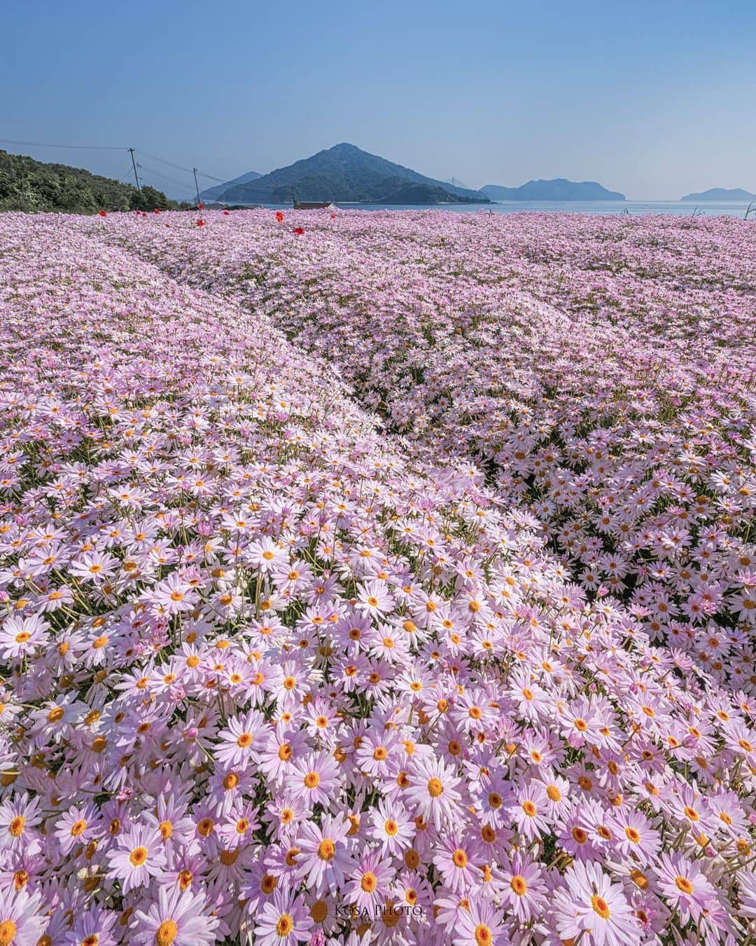 旅行比較サイト・トラベルコ 理想の旅を、いちばん安く。さんのインスタグラム写真 - (旅行比較サイト・トラベルコ 理想の旅を、いちばん安く。Instagram)「#フラワーパーク浦島 / 香川県  瀬戸内海を一望する春限定の海辺の花畑。  マーガレットが満開になる5月は一面が可憐な花々に埋め尽くされ、その美しさは格別です。  4月28日（金）～5月15日（月）は事前予約制で交通規制があります。詳しくは公式ホームページでご確認ください。  ━━━━━━━━━━━ 📍 #フラワーパーク浦島 （香川県三豊市） ━━━━━━━━━━━  Photo: @kosa_photo さん 素敵な写真をありがとうございます💛  ********** あなたが旅先で出合った素敵な風景に #トラベルコ または #travelko をつけて投稿してみてください📷 こちらのアカウントで紹介させていただくかも！  投稿を見て「行きたい！」と思ったら保存でクリップ。 フォロー＆いいねもお願いします🌟  ********** 国内海外1500以上の旅行サイトをまとめて比較！ 旅行の最安値を探すなら「トラベルコ」  プロフィール欄のURLから早速検索🔍 @travelko_official  #フラワーパーク #マーガレット #香川県三豊市 #三豊市 #香川 #香川県 #香川旅行 #香川観光 #国内旅行 #日本の絶景 #japantrip #japantravel #絶景 #フォトジェニック #ファインダー越しの私の世界 #誰かに見せたい景色 #旅行好きな人と繋がりたい #写真好きな人と繋がりたい #女子旅 #一人旅 #旅行好き #旅 #旅行 #観光 #trip #travelko #トラベルコ」4月24日 12時00分 - travelko_official