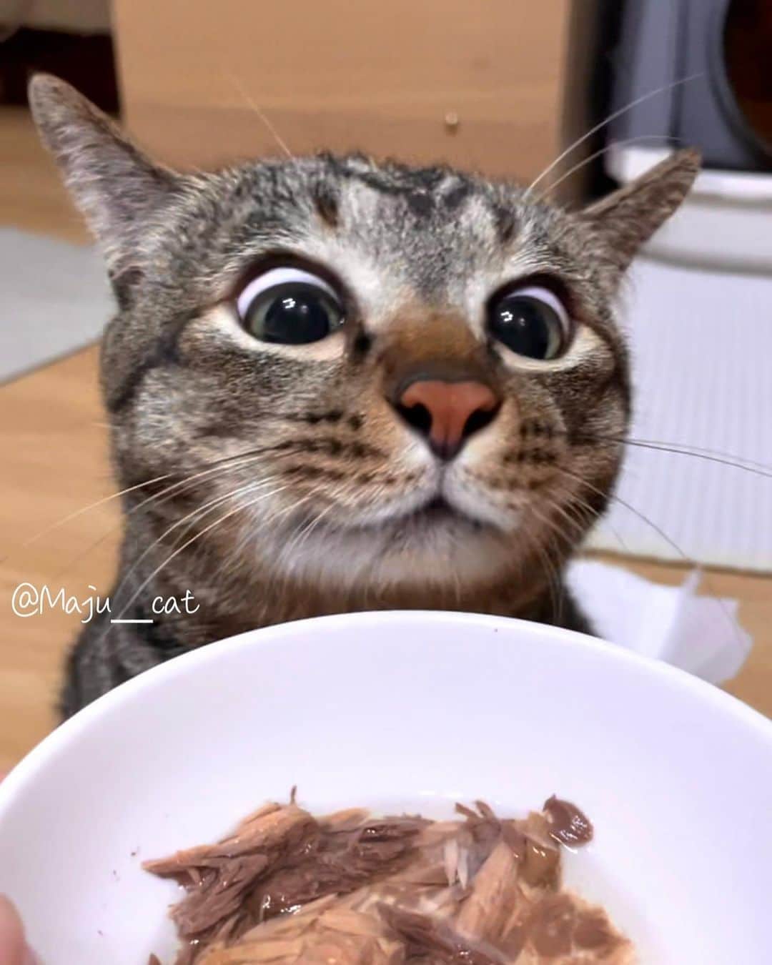 Aww Clubさんのインスタグラム写真 - (Aww ClubInstagram)「Me when I see food  @maju__cat   #meowed #cutecat #cat #hungrycat #foodie #foodislife #gimme #hungry #alwayshungry #麻吉太郎」4月24日 12時00分 - meowed