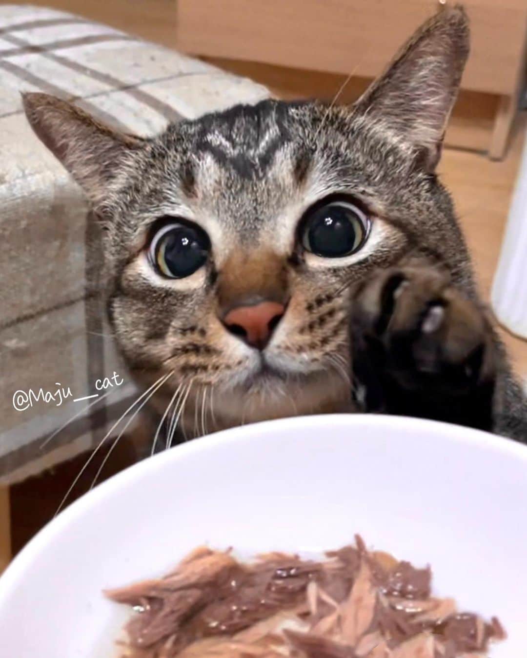 Aww Clubさんのインスタグラム写真 - (Aww ClubInstagram)「Me when I see food  @maju__cat   #meowed #cutecat #cat #hungrycat #foodie #foodislife #gimme #hungry #alwayshungry #麻吉太郎」4月24日 12時00分 - meowed