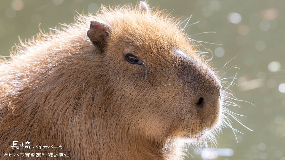 渡辺克仁さんのインスタグラム写真 - (渡辺克仁Instagram)「おはようございます。  #カピバラ #水豚 #capybara #おはよう」5月9日 7時00分 - katsuhito.watanabe