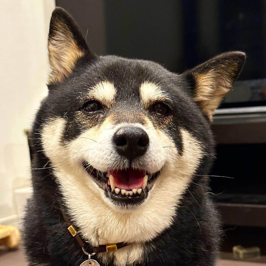 vo_coのインスタグラム：「🐾 こたちゃん、ここ数日左耳が下がり気味 痛がったり痒がったり臭くなってたりしないんだけど何か原因あるのかな… 似たような症例というか経験あれば教えてくださいませ！ ＊ #本犬は至って元気です #shibastagram #instashiba #shiba #shibainu #黒柴 #柴犬」