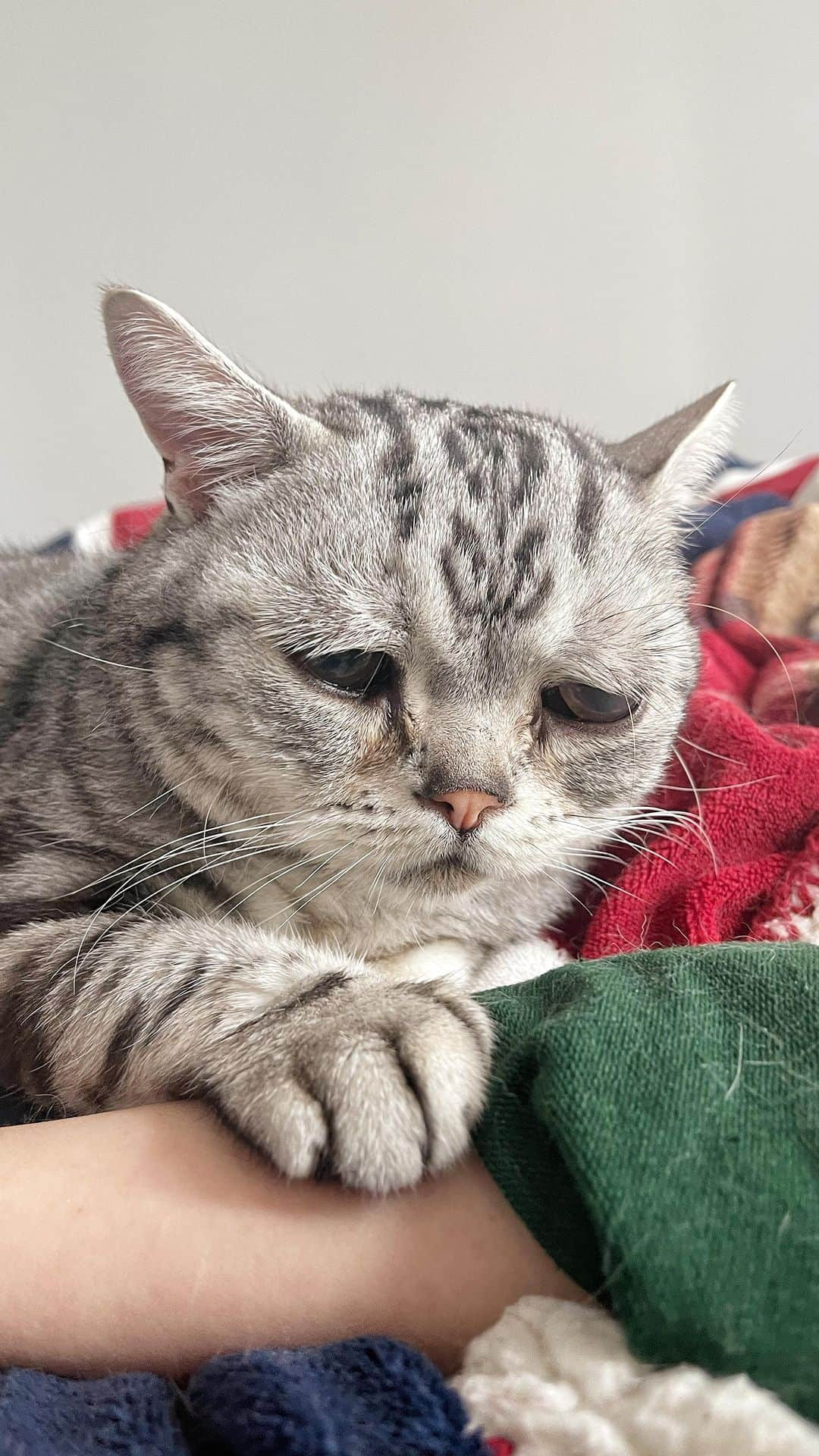 ルフのインスタグラム：「Because Luhu had just taken the medicine and it would take him after 30 minutes to eat his favorite food for avoid vomiting,so he was not happy and he want to eat meat canned now! - - #luhu #sadcat #angel #adorable #lovely #funny」