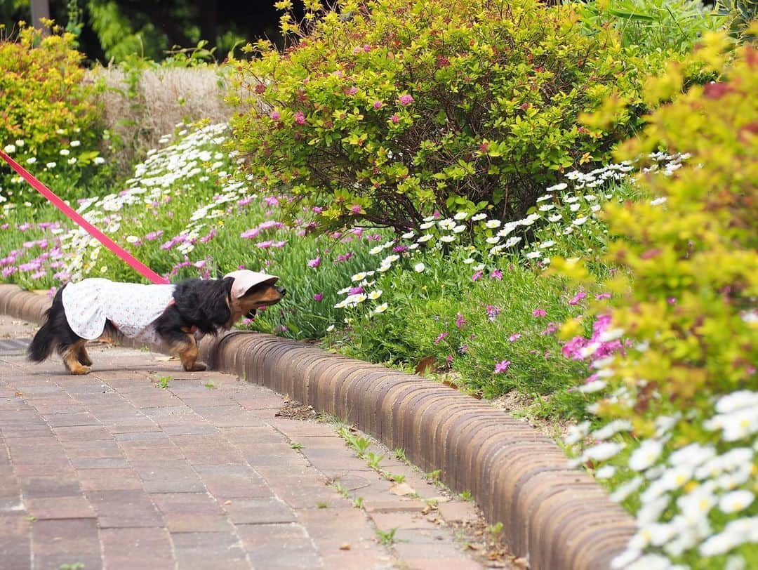 Sora Momoさんのインスタグラム写真 - (Sora MomoInstagram)「お花の公園散歩🐶🐾🐶 ☺︎ お花がいっぱい咲いてる公園 楽しそうにお散歩するそらはお顔上げてたから可愛い写真が撮れました😊💕 ☺︎ 後ろからお花🌸に興味津々？のももは何やらくんくんしてると思ったら 突っ込んで行ってるやん💦💦 そこ入っちゃダメですよ〜 ☺︎ 最後までお顔上げてくれないももでした😅 下向いてくんくんしてるのも可愛いけどね😆💕 ☺︎ #公園散歩#お花が綺麗#楽しそうなそらともも#お出かけpicは#基本ポーズとってもらえません笑#シャッターチャンスは一瞬#どの瞬間も可愛い#可愛いちゃんたち #ダックス#ミニチュアダックス #dachshund #miniaturedachshund」5月8日 23時25分 - teratera_sorapu_