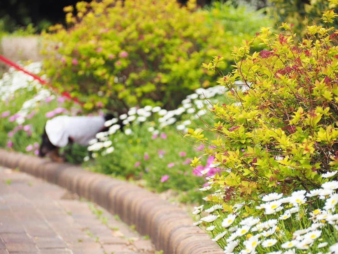 Sora Momoさんのインスタグラム写真 - (Sora MomoInstagram)「お花の公園散歩🐶🐾🐶 ☺︎ お花がいっぱい咲いてる公園 楽しそうにお散歩するそらはお顔上げてたから可愛い写真が撮れました😊💕 ☺︎ 後ろからお花🌸に興味津々？のももは何やらくんくんしてると思ったら 突っ込んで行ってるやん💦💦 そこ入っちゃダメですよ〜 ☺︎ 最後までお顔上げてくれないももでした😅 下向いてくんくんしてるのも可愛いけどね😆💕 ☺︎ #公園散歩#お花が綺麗#楽しそうなそらともも#お出かけpicは#基本ポーズとってもらえません笑#シャッターチャンスは一瞬#どの瞬間も可愛い#可愛いちゃんたち #ダックス#ミニチュアダックス #dachshund #miniaturedachshund」5月8日 23時25分 - teratera_sorapu_