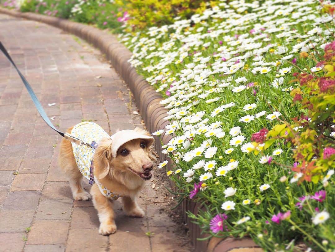 Sora Momoさんのインスタグラム写真 - (Sora MomoInstagram)「お花の公園散歩🐶🐾🐶 ☺︎ お花がいっぱい咲いてる公園 楽しそうにお散歩するそらはお顔上げてたから可愛い写真が撮れました😊💕 ☺︎ 後ろからお花🌸に興味津々？のももは何やらくんくんしてると思ったら 突っ込んで行ってるやん💦💦 そこ入っちゃダメですよ〜 ☺︎ 最後までお顔上げてくれないももでした😅 下向いてくんくんしてるのも可愛いけどね😆💕 ☺︎ #公園散歩#お花が綺麗#楽しそうなそらともも#お出かけpicは#基本ポーズとってもらえません笑#シャッターチャンスは一瞬#どの瞬間も可愛い#可愛いちゃんたち #ダックス#ミニチュアダックス #dachshund #miniaturedachshund」5月8日 23時25分 - teratera_sorapu_