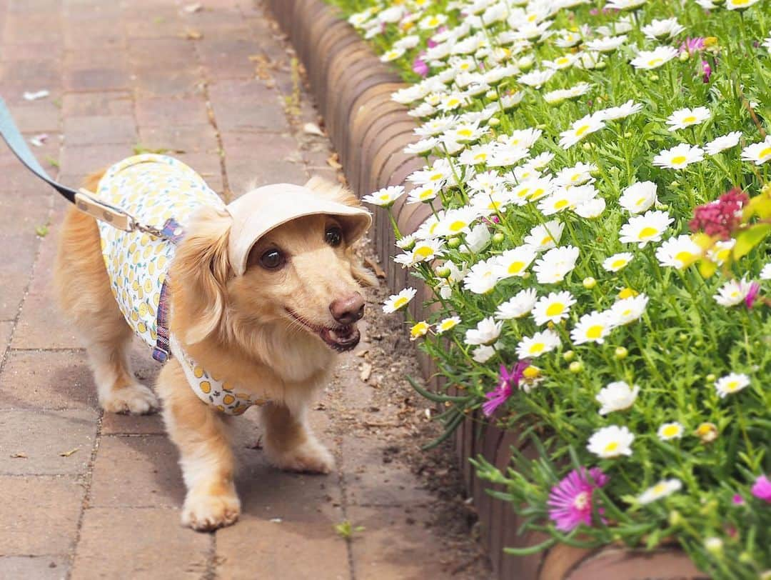 Sora Momoさんのインスタグラム写真 - (Sora MomoInstagram)「お花の公園散歩🐶🐾🐶 ☺︎ お花がいっぱい咲いてる公園 楽しそうにお散歩するそらはお顔上げてたから可愛い写真が撮れました😊💕 ☺︎ 後ろからお花🌸に興味津々？のももは何やらくんくんしてると思ったら 突っ込んで行ってるやん💦💦 そこ入っちゃダメですよ〜 ☺︎ 最後までお顔上げてくれないももでした😅 下向いてくんくんしてるのも可愛いけどね😆💕 ☺︎ #公園散歩#お花が綺麗#楽しそうなそらともも#お出かけpicは#基本ポーズとってもらえません笑#シャッターチャンスは一瞬#どの瞬間も可愛い#可愛いちゃんたち #ダックス#ミニチュアダックス #dachshund #miniaturedachshund」5月8日 23時25分 - teratera_sorapu_