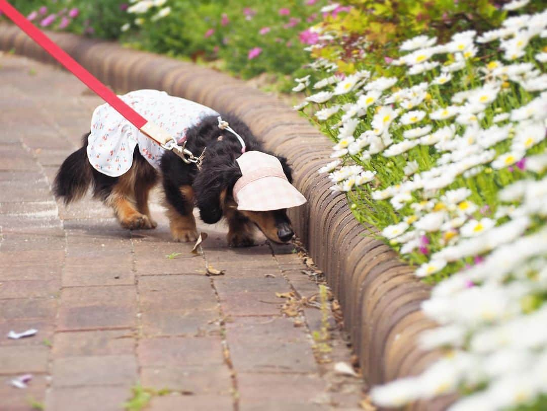 Sora Momoさんのインスタグラム写真 - (Sora MomoInstagram)「お花の公園散歩🐶🐾🐶 ☺︎ お花がいっぱい咲いてる公園 楽しそうにお散歩するそらはお顔上げてたから可愛い写真が撮れました😊💕 ☺︎ 後ろからお花🌸に興味津々？のももは何やらくんくんしてると思ったら 突っ込んで行ってるやん💦💦 そこ入っちゃダメですよ〜 ☺︎ 最後までお顔上げてくれないももでした😅 下向いてくんくんしてるのも可愛いけどね😆💕 ☺︎ #公園散歩#お花が綺麗#楽しそうなそらともも#お出かけpicは#基本ポーズとってもらえません笑#シャッターチャンスは一瞬#どの瞬間も可愛い#可愛いちゃんたち #ダックス#ミニチュアダックス #dachshund #miniaturedachshund」5月8日 23時25分 - teratera_sorapu_