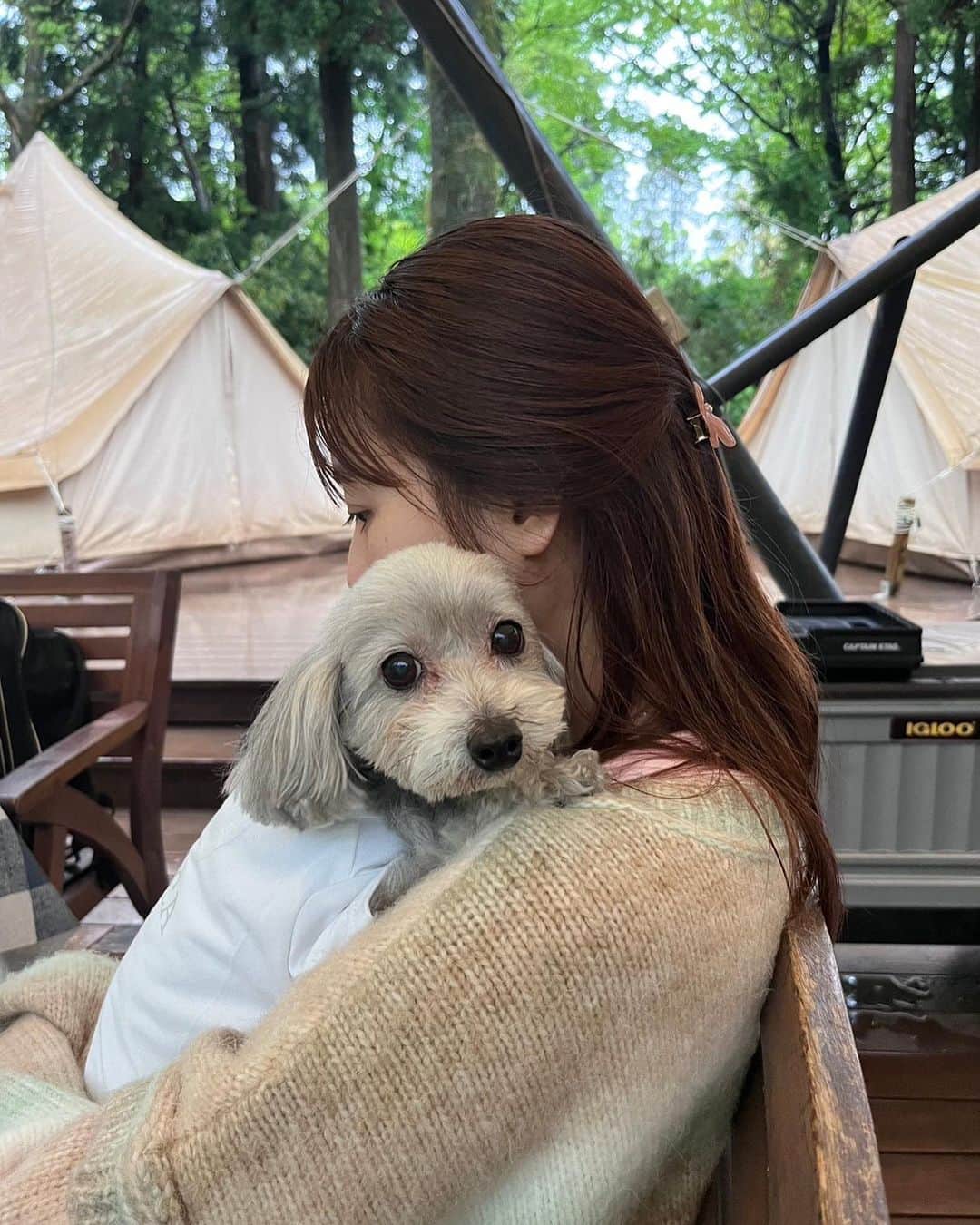 小坂温子さんのインスタグラム写真 - (小坂温子Instagram)「ガォー🐶💕 ぎゅっ✨ #マガちゃん  #マーガレット  #マルプー  #保護犬を家族に」5月8日 23時50分 - kosaka_atsuko