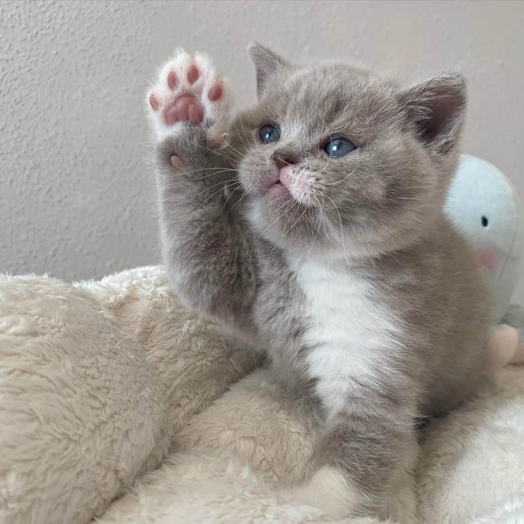 Aww Clubさんのインスタグラム写真 - (Aww ClubInstagram)「Excuse meow I've a question  @coloricats   #meowed #cutecat #cat #kitten #BSH #cute #chonky」5月9日 0時01分 - meowed