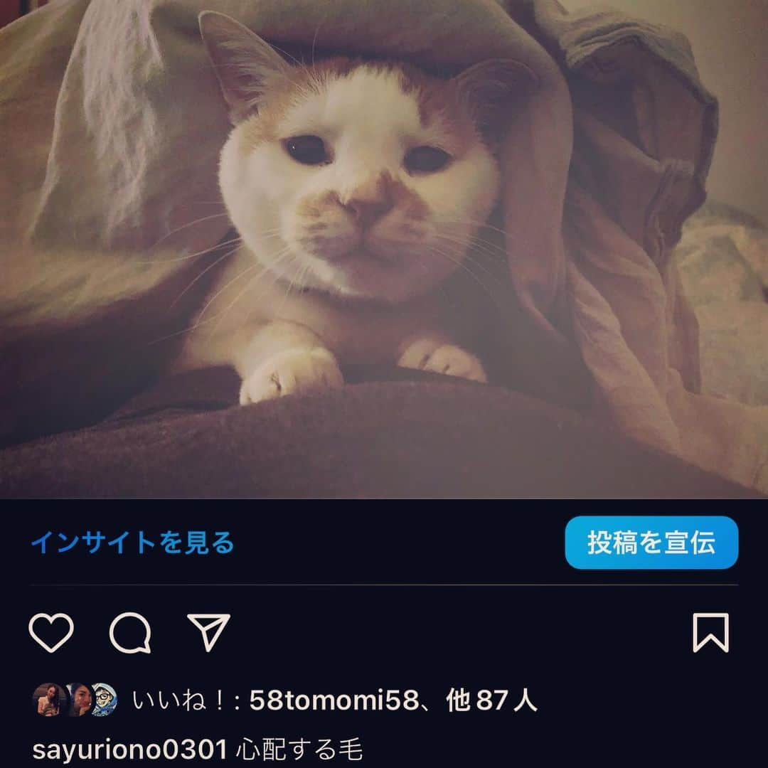 小野さゆりさんのインスタグラム写真 - (小野さゆりInstagram)「火葬がおわった。  20歳なのに骨がしっかりしててでかく、大きいサイズの骨壷だった。  以前から調べていた遺骨ダイヤにする為には、 結構な量の骨、毛、爪、ヒゲが必要なので、毛や爪を切ってかき集めてたけど心配なかった。  0.3カラットで74万位。プラスアクセサリー加工費。お金ためていつか指輪にしたいなぁ…  リアルな羊毛ぬいぐるみや、リアルプリントクッションも買いたいなぁ。  アルちゃんが平均寿命を迎えた時、 自分のお別れの準備のため、小さい子達が猫を大切にできるように、いつかくる猫とのお別れの絵本を描き それからまさかの6年、20歳4ヶ月も生きた。  今年2月にガリガリのボサボサヨロヨロになり、 鼻血がとまらなくなり、いよいよお別れを覚悟して緩和のため病院を訪ねたら奇跡の回復でムキムキふわふわに。  2月からの3ヶ月間はボーナスタイムだったんだなぁ。 老猫アルの生きた証動画は続くとばかり思ってた。20歳4ヶ月、20歳5ヶ月…って。 今朝、Amazon定期便の猫ごはん出汁カップの発送通知がきて悲しい。  甘えん坊な猫だったなぁ。 お客さんのひざに自分からのりにいく、人が大好きな猫だった。 悲しいときなぜか気付いてそばにいてくれた。 いつもそばにいてべったり甘えてきて、毎日10時あたりには寝室に移動して待機して、私のうでまくらで ぐるぐるうるさいくらい喉を鳴らして眠っていた。 あのあたたかくてやわらかい毛玉をもう一度だっこして一緒に眠りたい。  最近、人の言葉を理解して単語ボタンで会話をする猫達の動画を見て、なんでもっといろんな深い話をしなかったんだろうと後悔。 なんで言葉や会話をあまり理解してないと思っていたんだろう。  🧶🐈皆様、暖かいコメントやメッセージ、ご自身のエピソードやアルちゃんのお話しありがとうございます😿 お返事が返せずすみません😿 とても癒されています😿  家の中にアルちゃんがいる事が当たり前だったので、 いない事に気付くたび喉の奥がいたくて過呼吸ぎみになり息がしずらいです😿  この苦しさはどうすればいいんでしょう😿 おすすめのサプリやら対処法ありましたら、教えて欲しいです😿 #ペットロス　#20歳猫　#高齢猫　#にゃんすたぐらむ　#猫のいる生活」5月9日 0時04分 - sayuriono0301