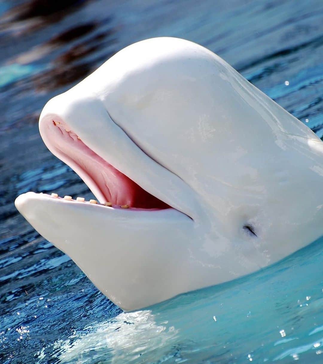 アメリカ自然史博物館のインスタグラム：「Whistle, click, chirp, or sing your way through the week with the beluga whale (Delphinapterus leucas)! Known as the “canary of the sea,” this cetacean uses a wide array of sounds to communicate with fellow belugas and navigate the open ocean. This social animal lives in a pod, roaming the Arctic waters and foraging for salmon, cod, and crab. Because the beluga whale is so reliant on sound, one of the greatest threats it faces is underwater noise pollution, from commercial ship traffic to dredging.  Photo: Steve Snodgrass, CC BY 2.0, flickr」