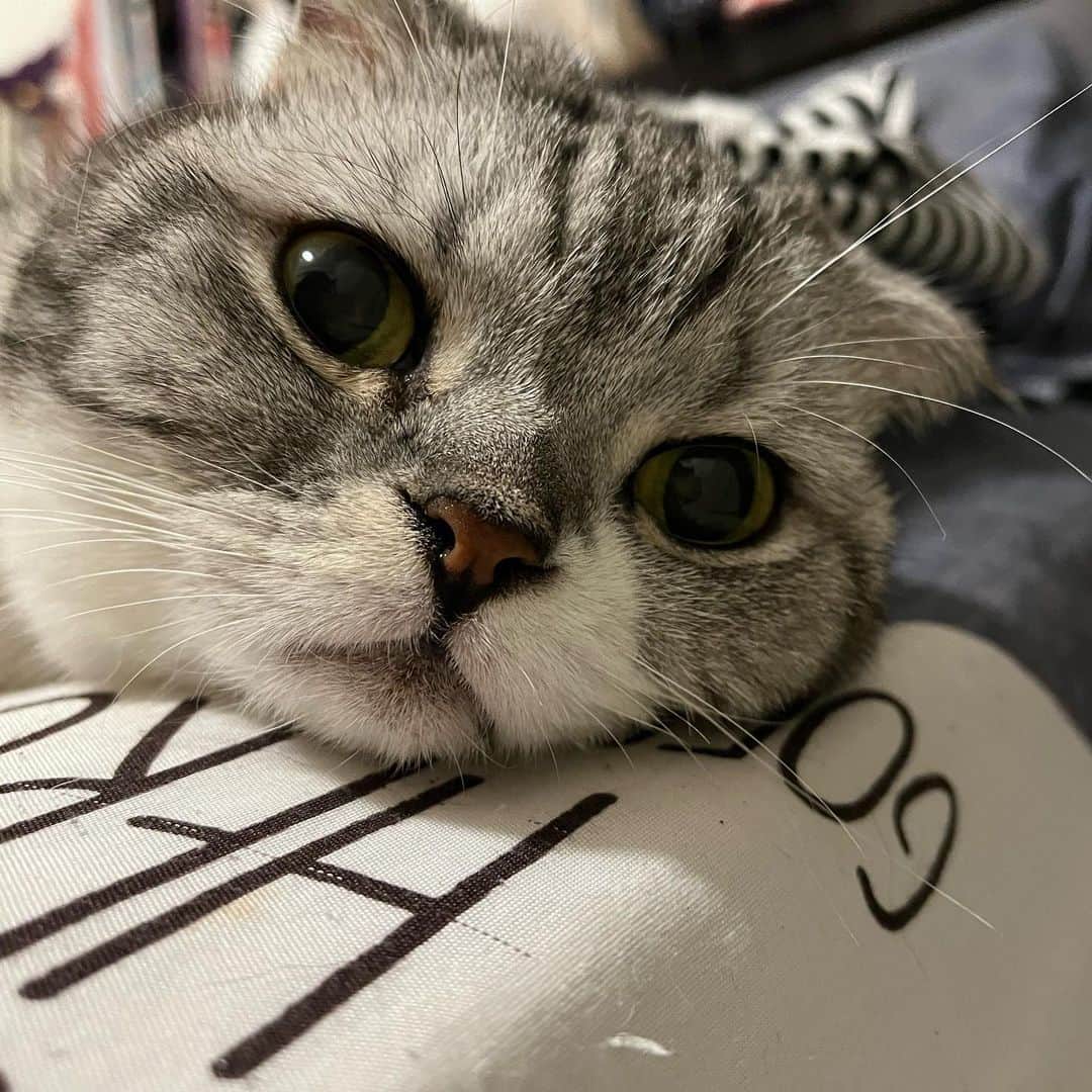 KATSUOさんのインスタグラム写真 - (KATSUOInstagram)「寝ますよー おやすみなさい🌙  #cat #cats #catsofinstagram #catstagram #instacat#猫#ねこ」5月9日 0時11分 - isokatsuo
