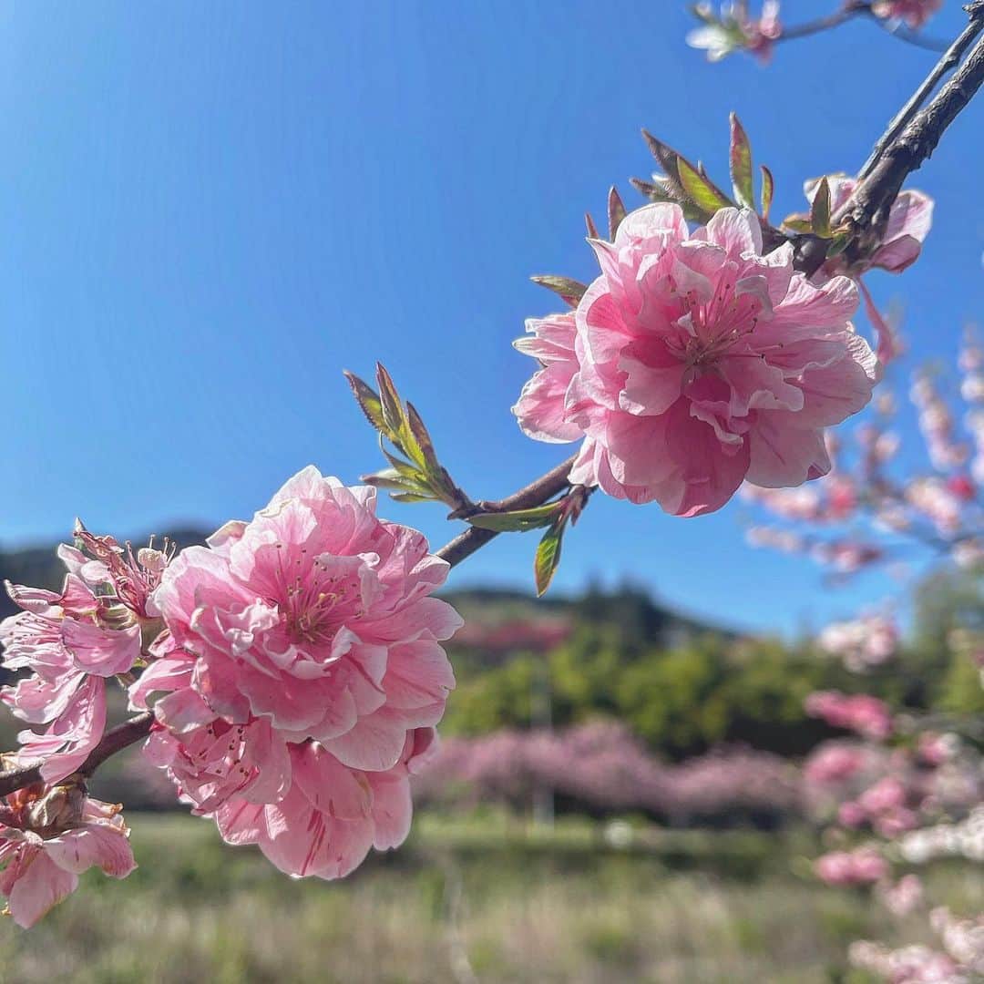 百瀬俊介さんのインスタグラム写真 - (百瀬俊介Instagram)「GWは阿智村にある秘密基地に滞在。 全て手作りのツリーハウス🏡 やま星に宿泊するともれなく付いてくるアクティビティ！  #阿智村 #秘密基地 #ツリーハウス #青空お風呂 #キャンプ #花桃 #やま星 #アクティビティ #achimura #yamaboshi」5月9日 0時56分 - momose_shunsuke