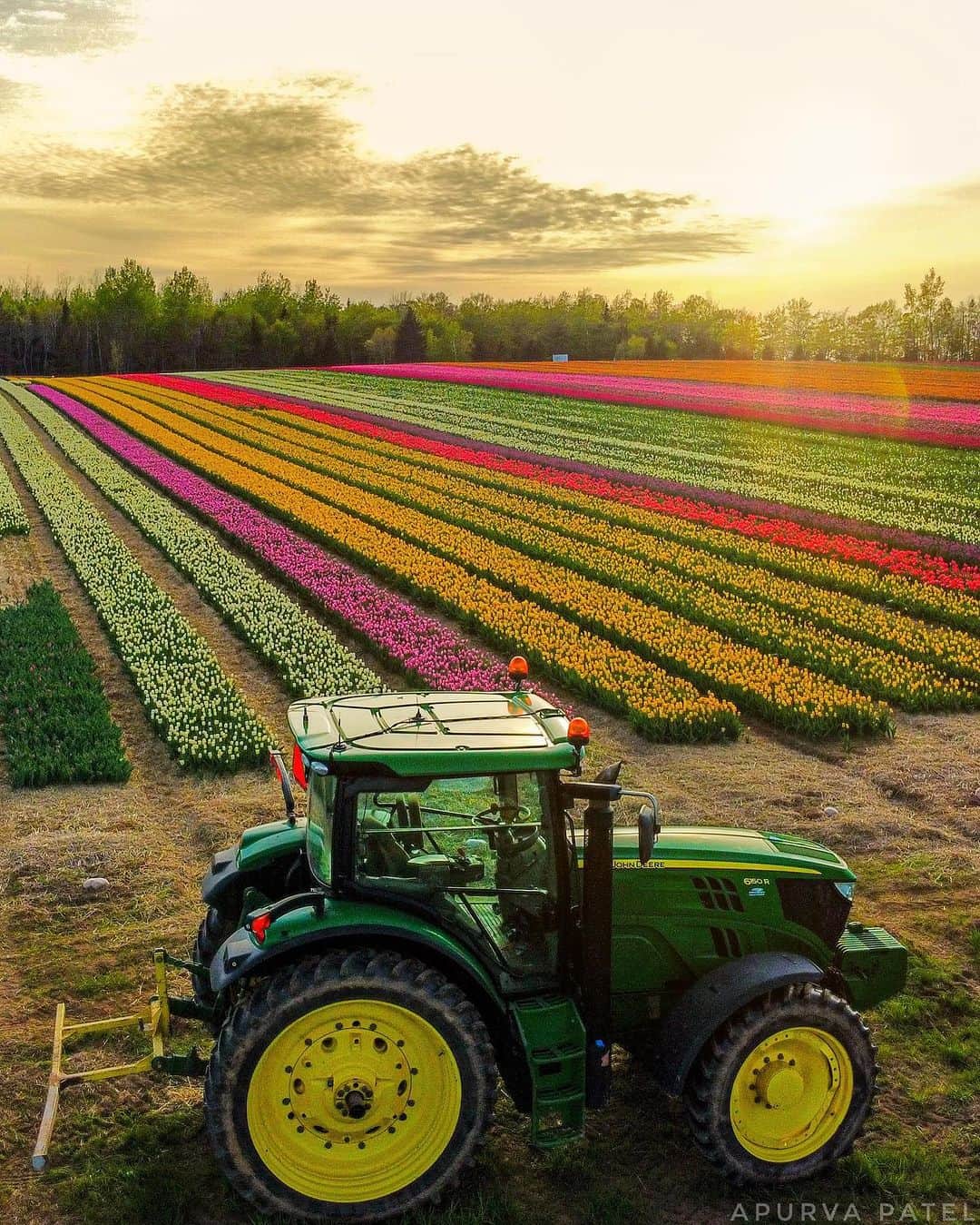 Explore Canadaのインスタグラム：「Spring is in the air and the tulips are on their way on Prince Edward Island 🌷  Follow @belfasttulips to stay up to date on when the blooms are ready and the farm opens to visitors!   @belfasttulips is a working farm, on arrival please respect the area by following the guidelines for visiting. Permission to use a drone was granted by Belfast Tulips.  📷: @exploringpei  📍: @belfasttulips, @tourismpei   #TourismPEI  [Image description: A green tractor is parked next to a tulip field. Rows of tulips stretch towards the horizon, in colours of white, pink, yellow and red. The sun casts an orange glow in the sky.]」