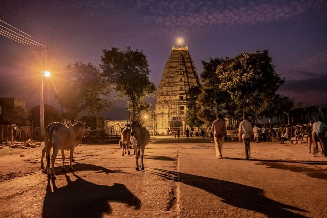 National Geographic Travelさんのインスタグラム写真 - (National Geographic TravelInstagram)「Photo by @francescolastrucci | A group of cows wanders around the ancient Virupaksha Temple in the state of Karnataka, India. Active since the seventh century, the stunning, intricate, and lively temple is one of the distinctive landmarks of the UNESCO World Heritage site of Hampi. Follow me @francescolastrucci for more places, daily life, and stories from around the world. #karnataka #india #heritage」5月9日 1時00分 - natgeotravel