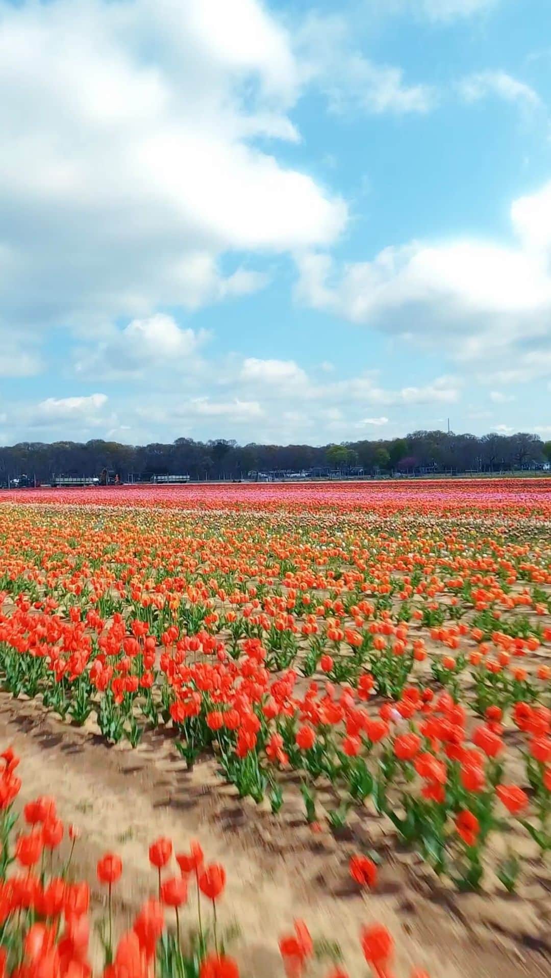 Lonely Planetのインスタグラム：「You COULD go to Holland — or you could go to Long Island. Trust us: @waterdrinkerlongisland hosts a tulip festival that’ll blow 🌷 your 🌷mind 🌷」