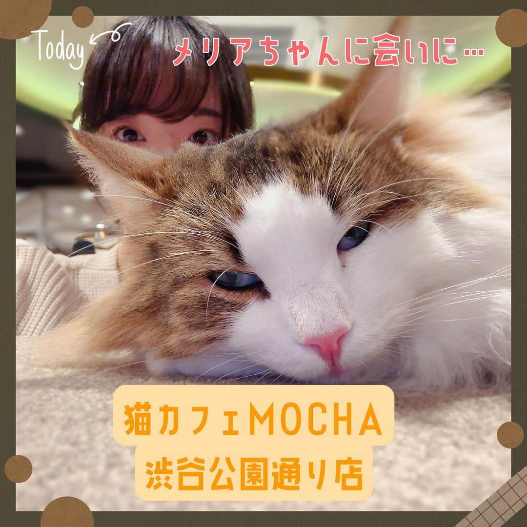 三宮つばきさんのインスタグラム写真 - (三宮つばきInstagram)「今日は #猫カフェmocha渋谷公園通り店 に行きました❣️  こちらの店舗には私が名前をつけた仔猫の“メリア”ちゃんがいるのですが… 今日はお休みとのこと🥲🥲🥲  お店の方が気がついてくださって「メリアちゃんですよね💦避妊手術があったためおやすみしてるんです…😢」と教えてくださいました。  少し寂しいですが、仕方がないことですし、このような取り組みのおかげで猫カフェMOCHAが幸せな猫ちゃんでいっぱいになっていると思うとむしろ感謝です！！！  メリアちゃん手術頑張ってえらいので今度会えたらいっぱい猫アイスあげちゃお🐱💕  🐱好きの私は、しょっちゅう猫カフェMOCHA様を利用していたので、アンバサダーになれてとっても嬉しいです❣️  猫カフェMOCHAの魅力をみなさんに知っていただきもっともっと猫カフェが身近なものになっていったらいいなと思っています☺️  #猫カフェMOCHA #猫カフェmocha公式アンバサダー」5月9日 1時29分 - tsubaki_s_cmore