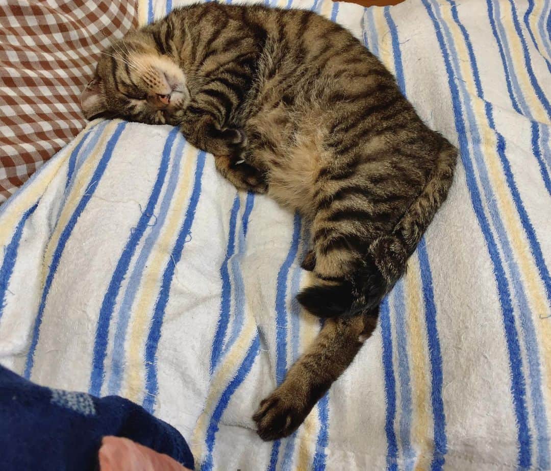 のインスタグラム：「去年のGW、こどもの日の寝ムサシ。かわいい。#mck延長戦 #musashi_the_cat #musashi #mck #cat #キジトラ #ムサシさん 今日で49日になりました。」