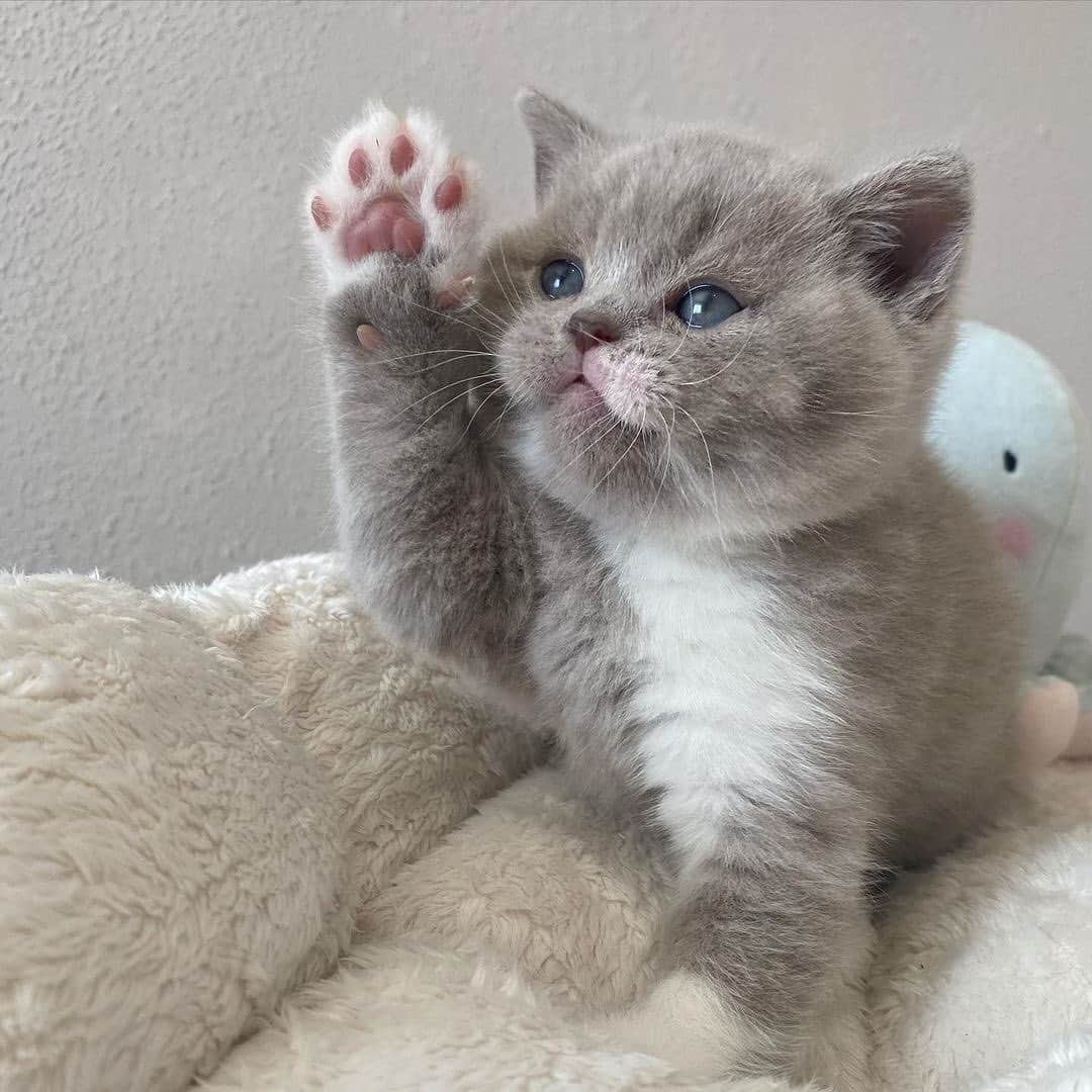 のインスタグラム：「Excuse meow I've a question  If you like it pls support with ❤️  Credit: beautiful @coloricats Check them out ☺️  ** For all crediting issues and removals pls 𝐄𝐦𝐚𝐢𝐥 𝐮𝐬 ☺️  𝐍𝐨𝐭𝐞: we don’t own this video/pics, all rights go to their respective owners. If owner is not provided, tagged (meaning we couldn’t find who is the owner), 𝐩𝐥𝐬 𝐄𝐦𝐚𝐢𝐥 𝐮𝐬 with 𝐬𝐮𝐛𝐣𝐞𝐜𝐭 “𝐂𝐫𝐞𝐝𝐢𝐭 𝐈𝐬𝐬𝐮𝐞𝐬” and 𝐨𝐰𝐧𝐞𝐫 𝐰𝐢𝐥𝐥 𝐛𝐞 𝐭𝐚𝐠𝐠𝐞𝐝 𝐬𝐡𝐨𝐫𝐭𝐥𝐲 𝐚𝐟𝐭𝐞𝐫.  We have been building this community for over 6 years, but 𝐞𝐯𝐞𝐫𝐲 𝐫𝐞𝐩𝐨𝐫𝐭 𝐜𝐨𝐮𝐥𝐝 𝐠𝐞𝐭 𝐨𝐮𝐫 𝐩𝐚𝐠𝐞 𝐝𝐞𝐥𝐞𝐭𝐞𝐝, pls email us first. **  #cutecat #cat #kitten #BSH #cute #chonky」